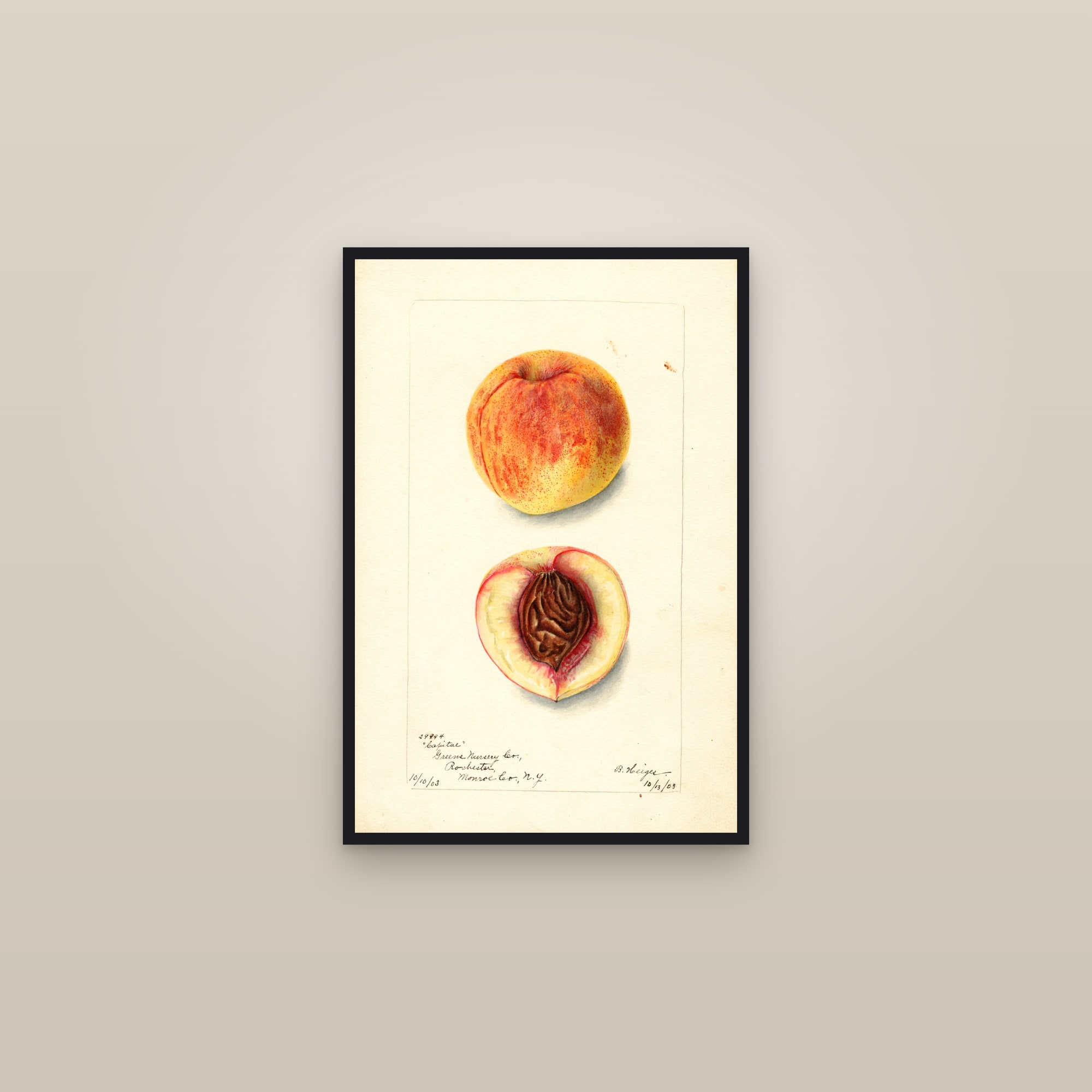 Capitol Peach — framed in a gallery setting