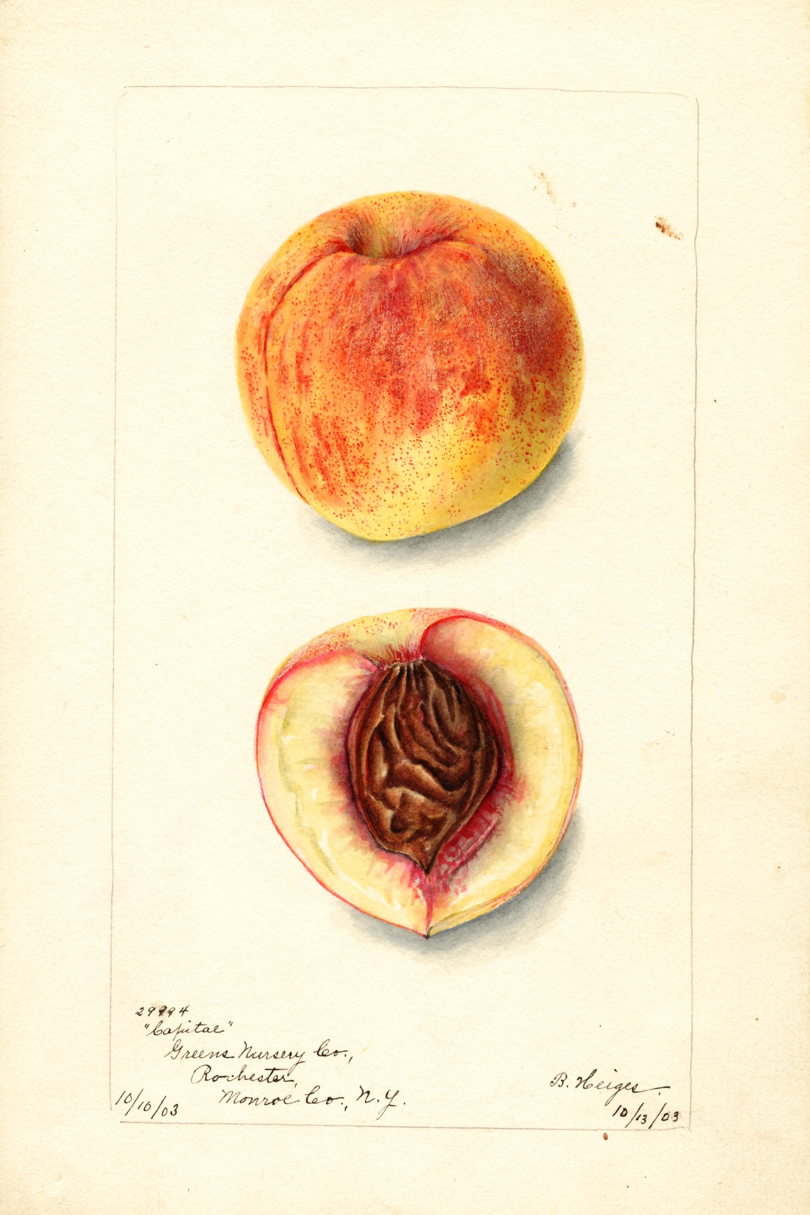 Capitol Peach