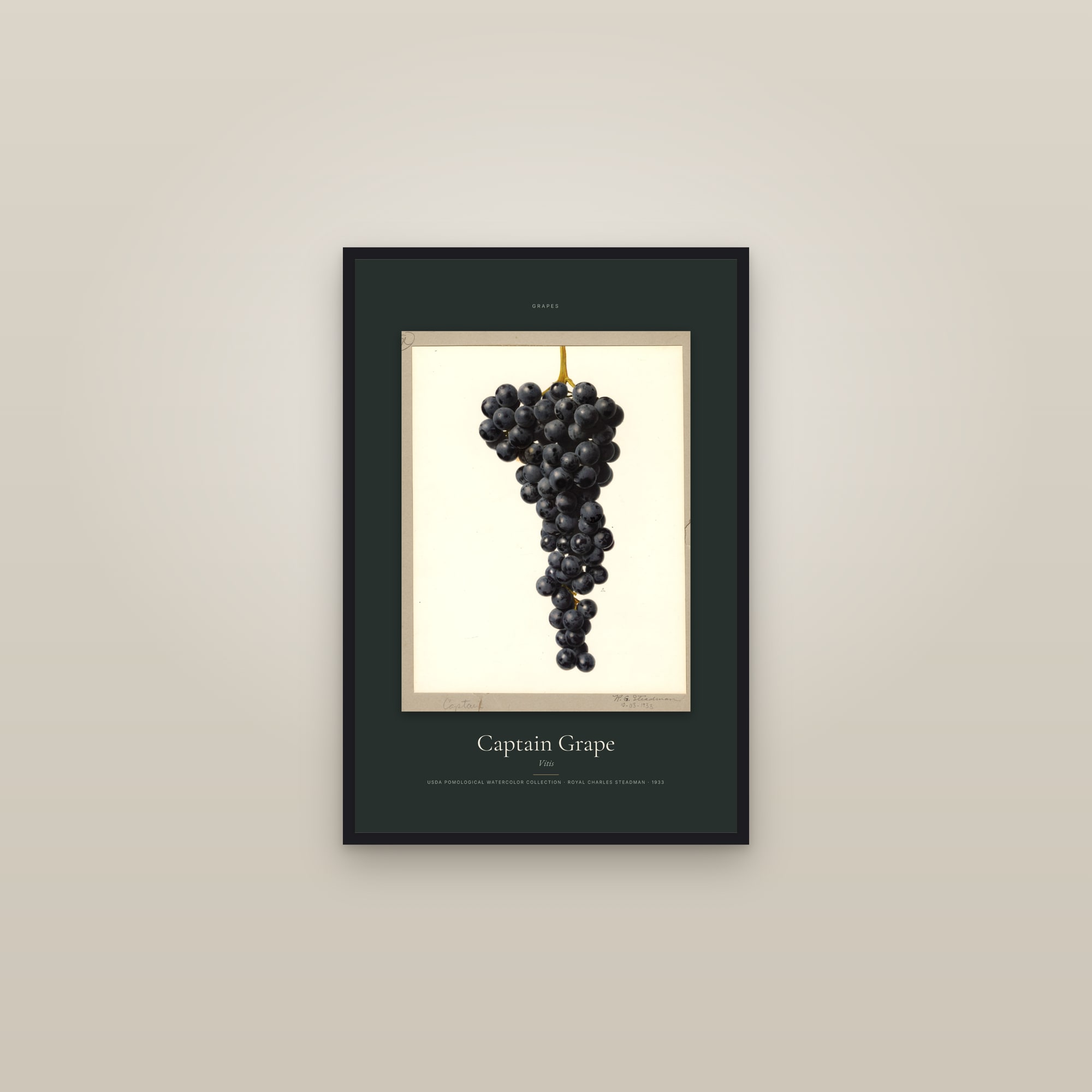 Captain Grape — Specimen — framed in a gallery setting