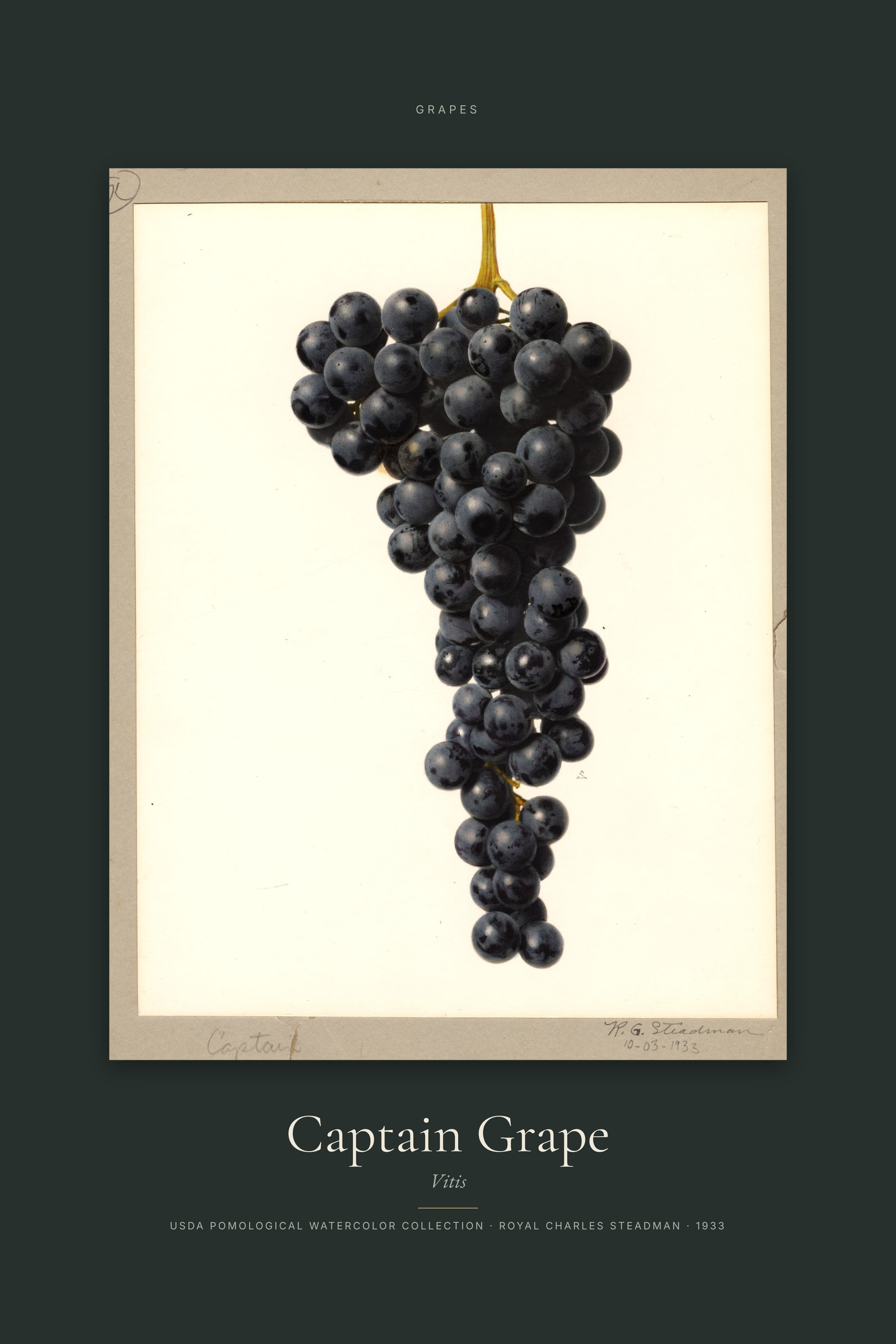 Captain Grape — Specimen