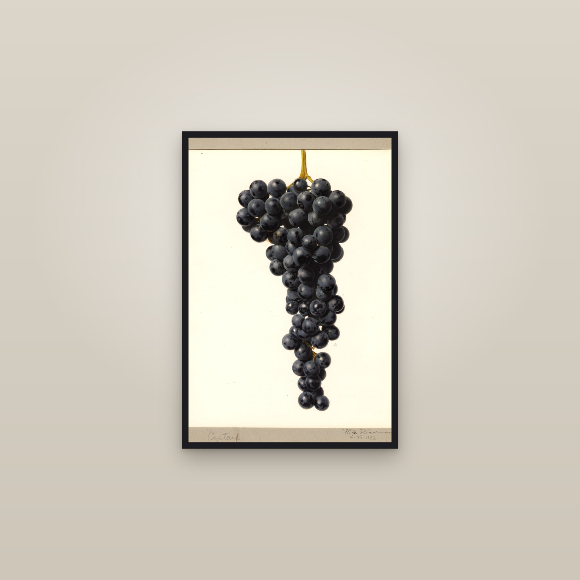 Captain Grape — framed in a gallery setting