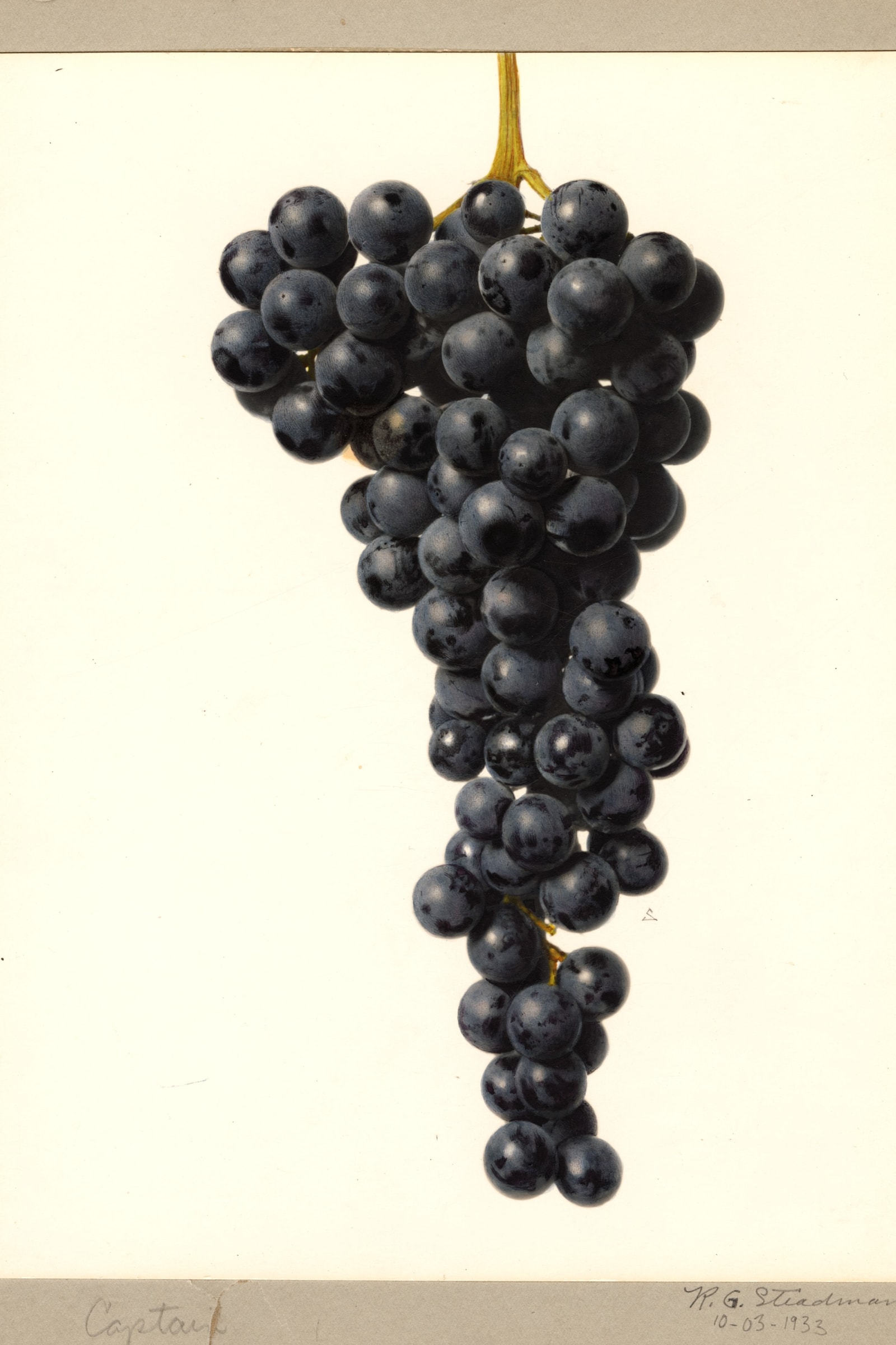 Captain Grape