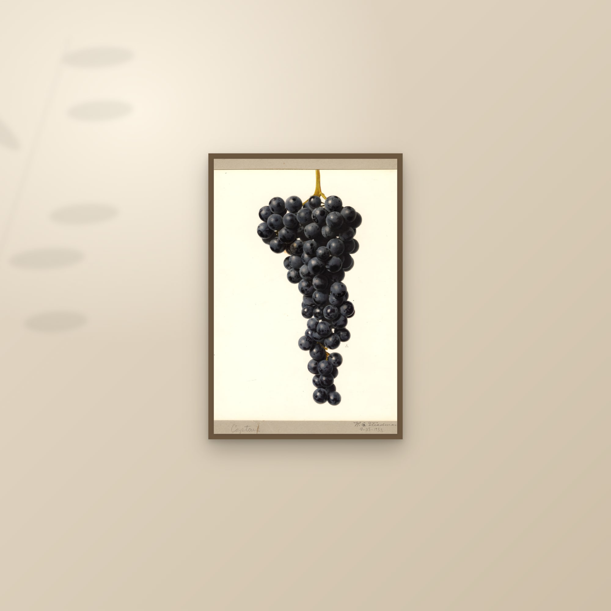 Captain Grape — framed and styled on a sunlit wall