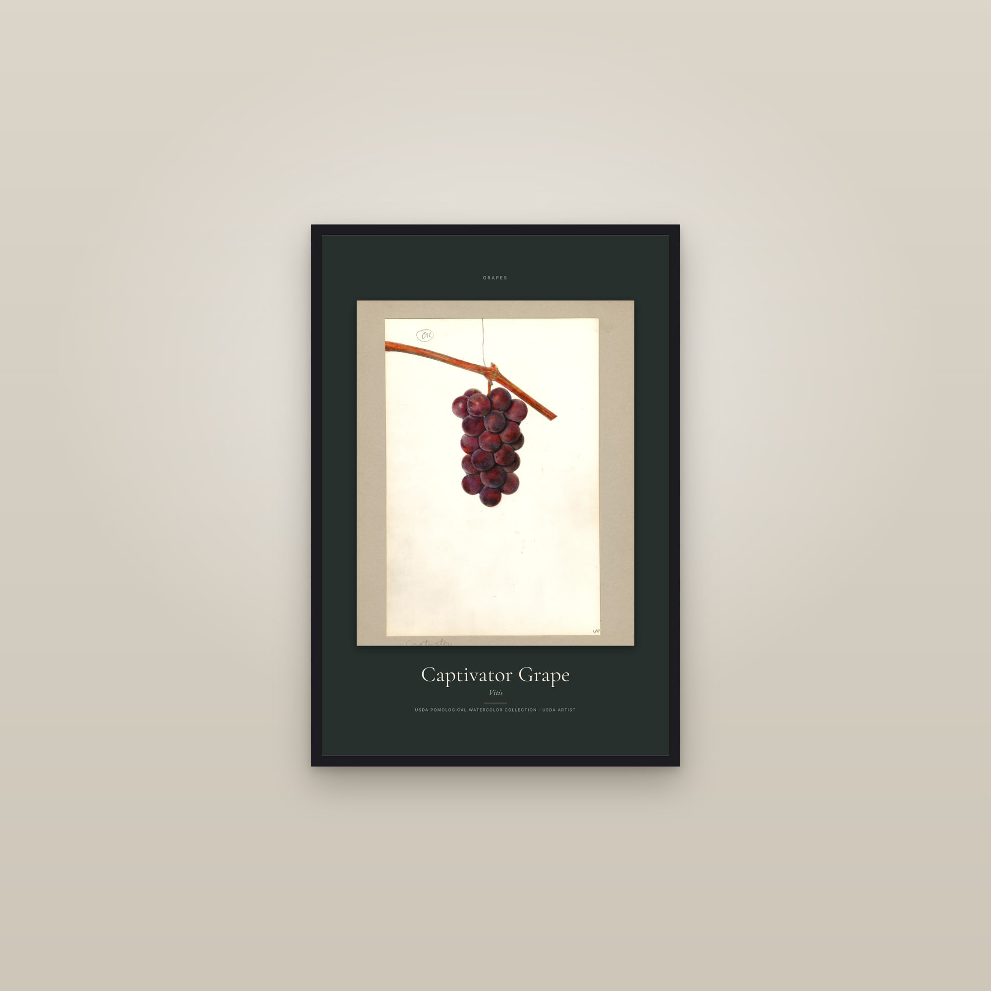 Captivator Grape — Specimen — framed in a gallery setting
