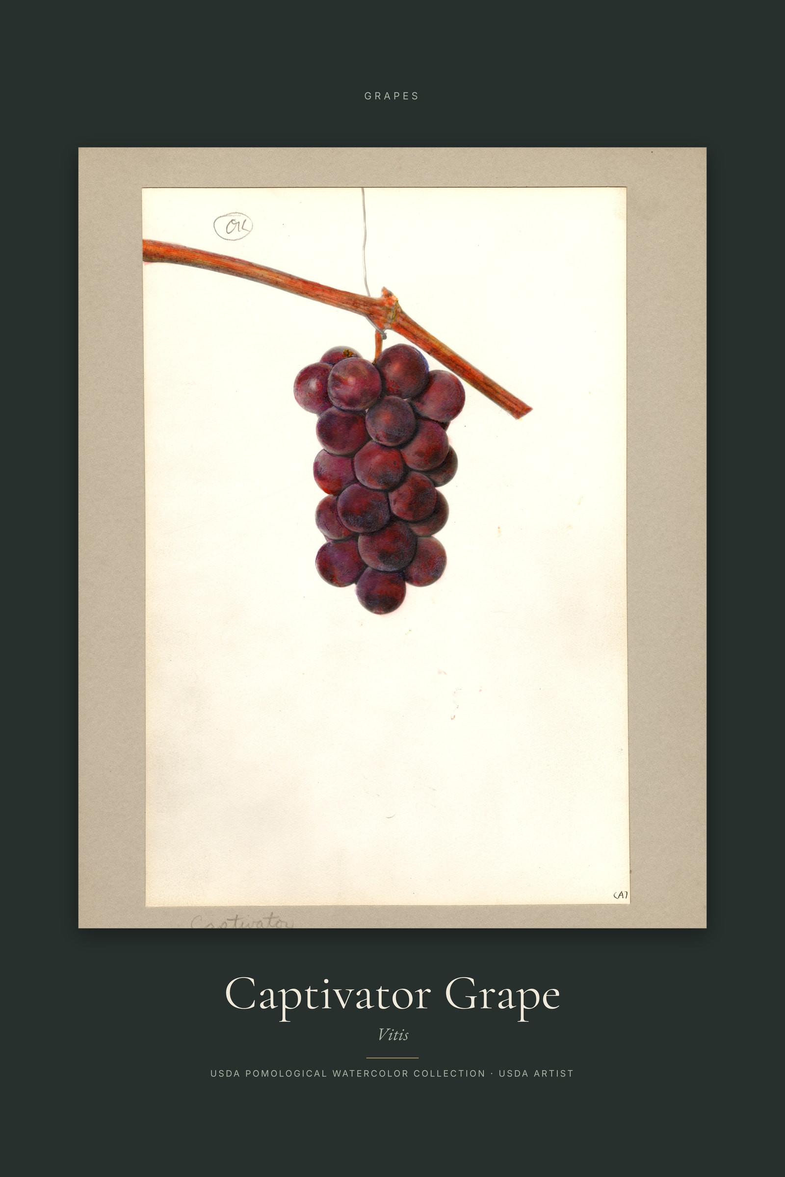 Captivator Grape — Specimen