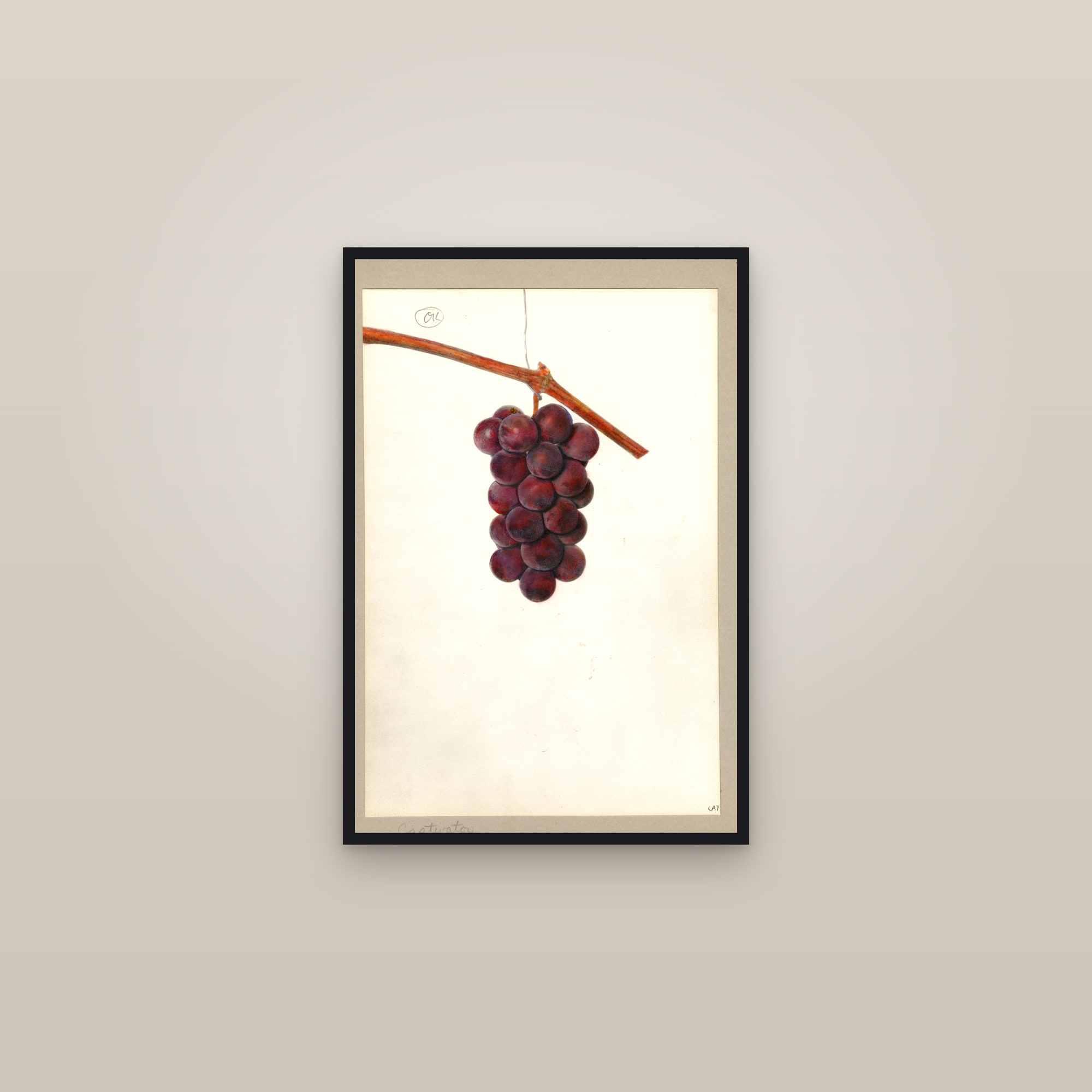 Captivator Grape — framed in a gallery setting