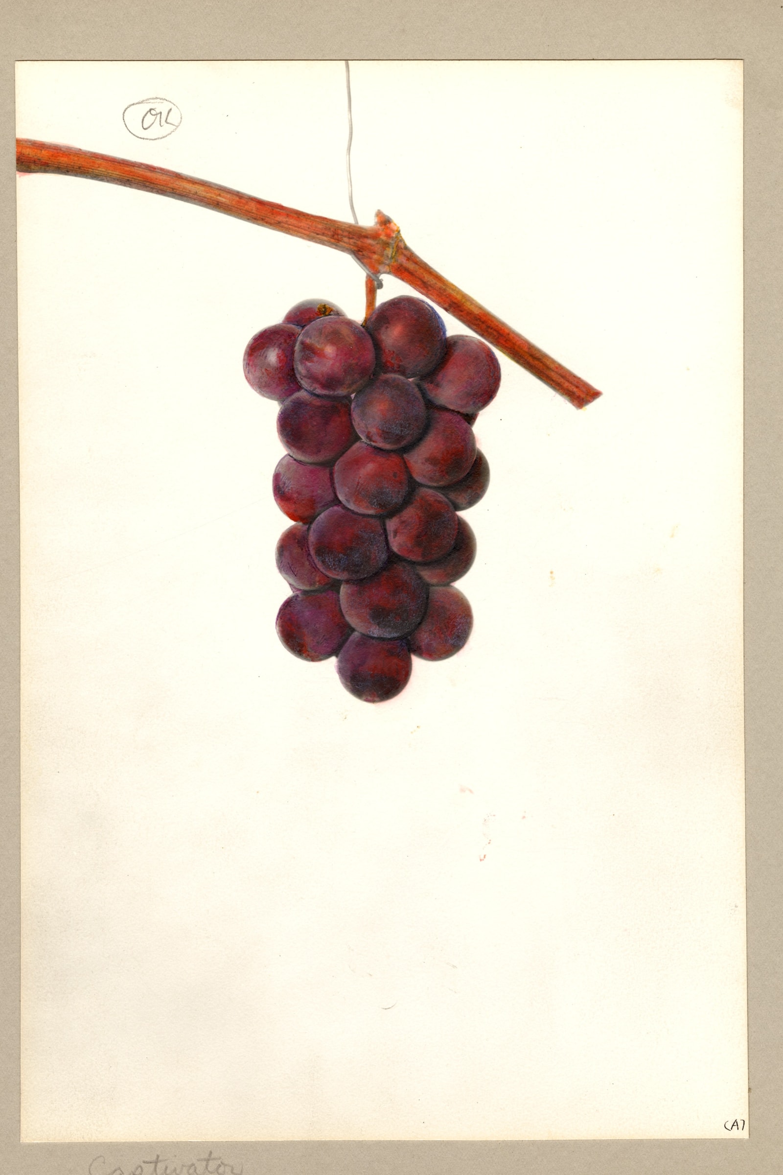 Captivator Grape