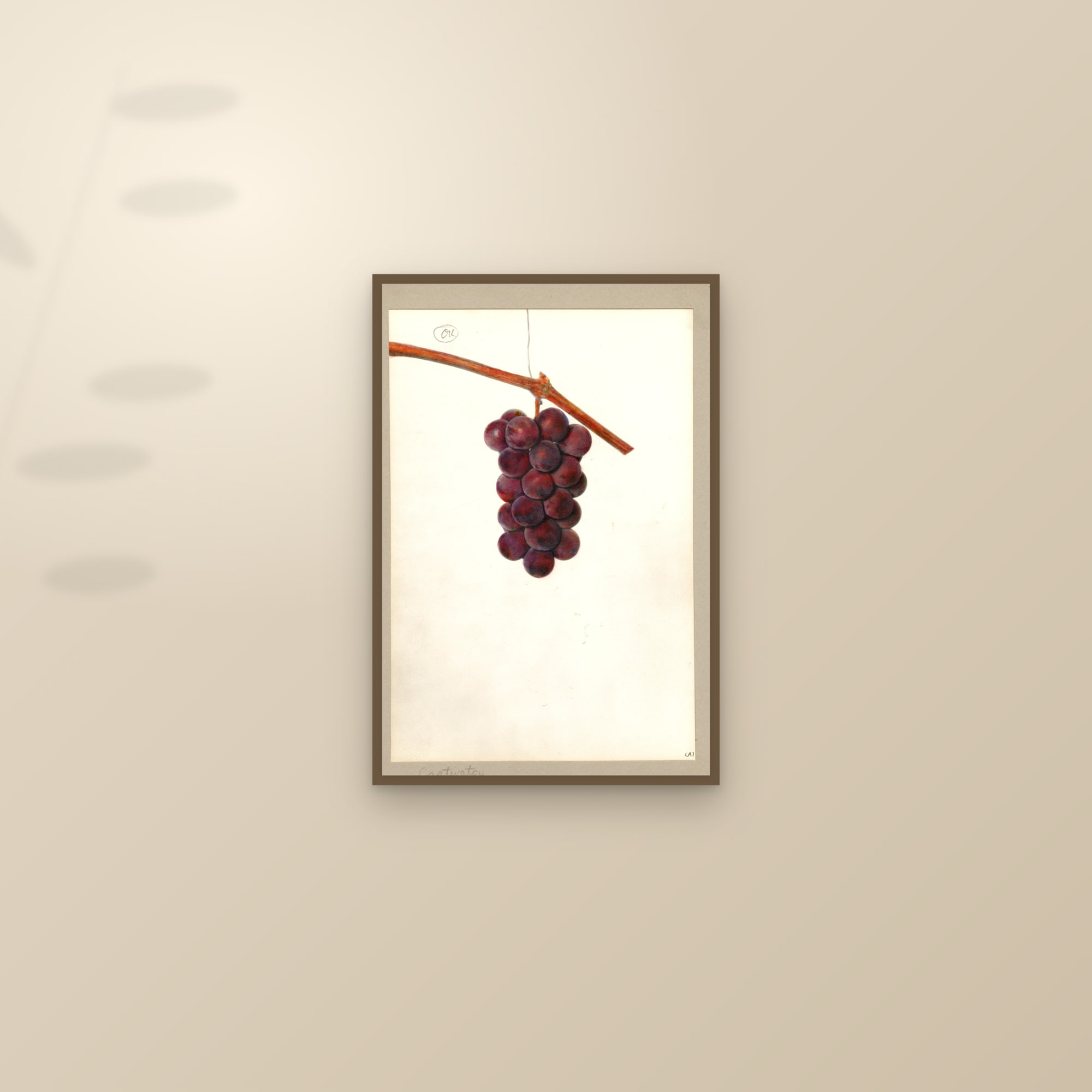 Captivator Grape — framed and styled on a sunlit wall