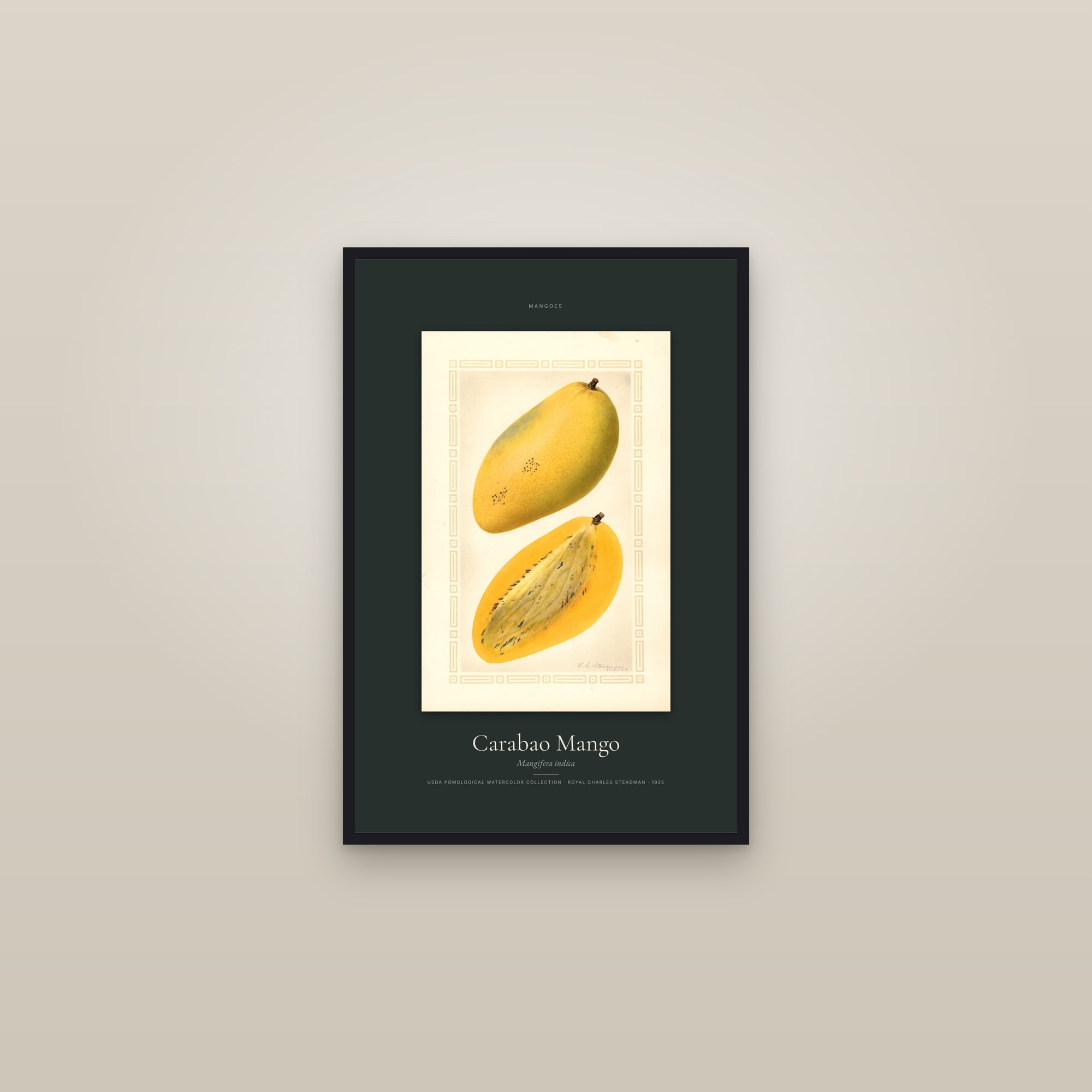 Carabao Mango — Specimen — framed in a gallery setting