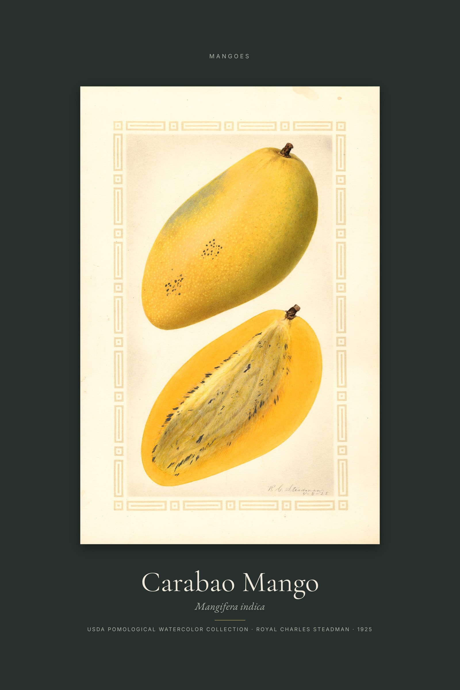 Carabao Mango — Specimen
