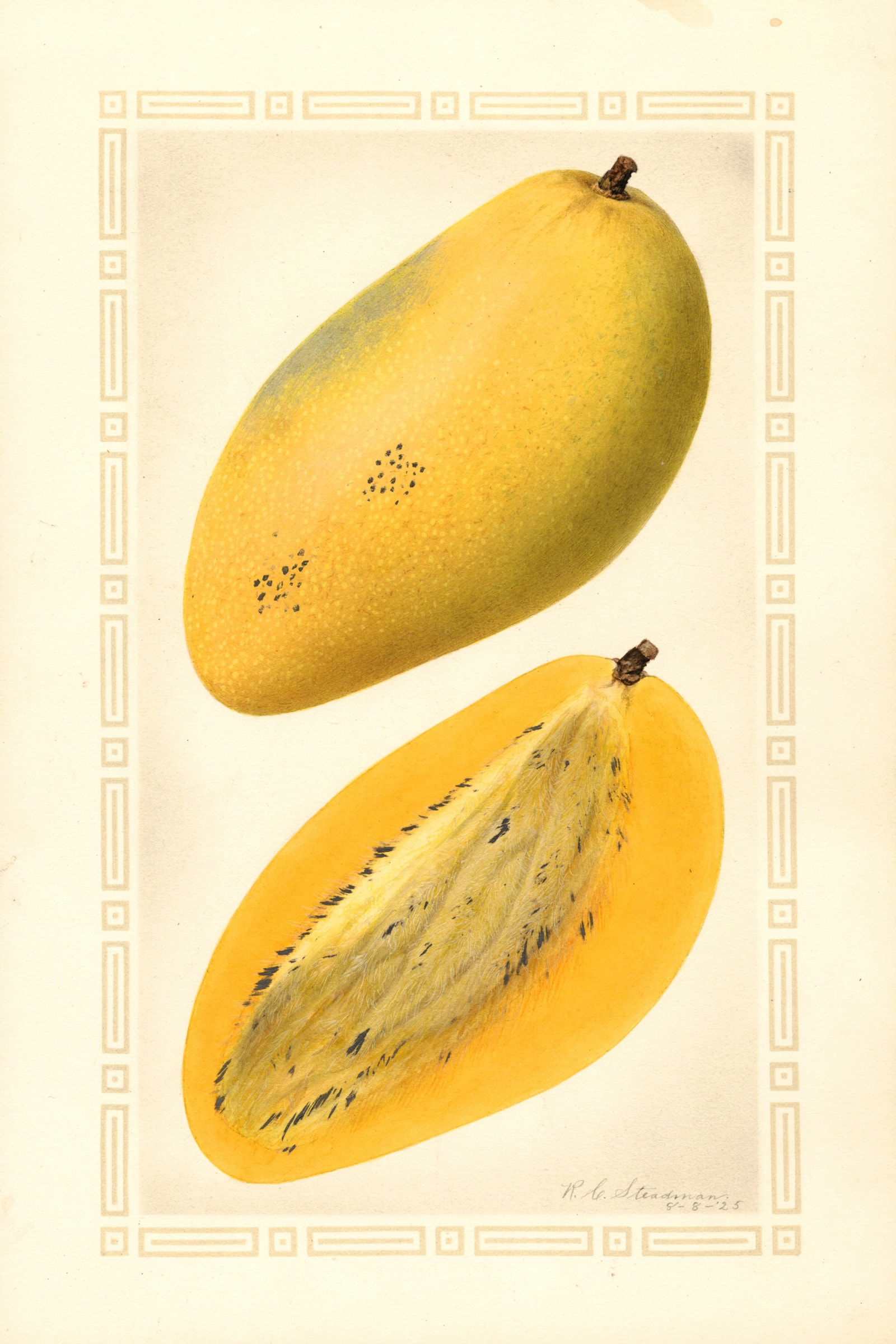 Carabao Mango