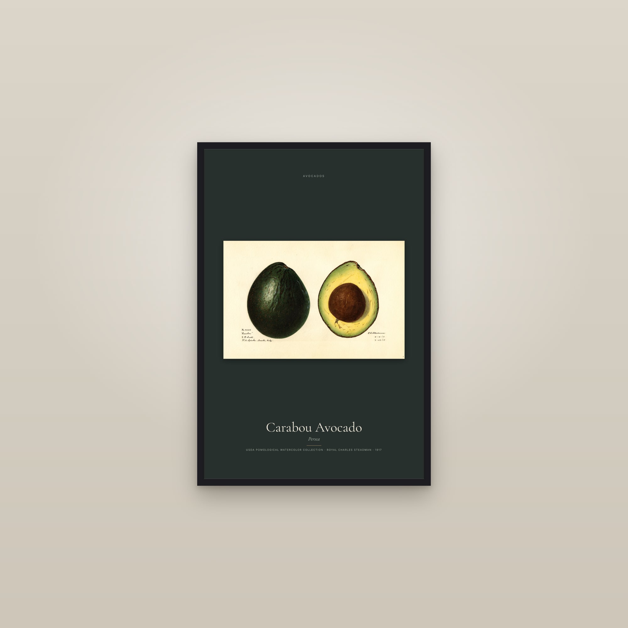 Carabou Avocado — framed in a gallery setting