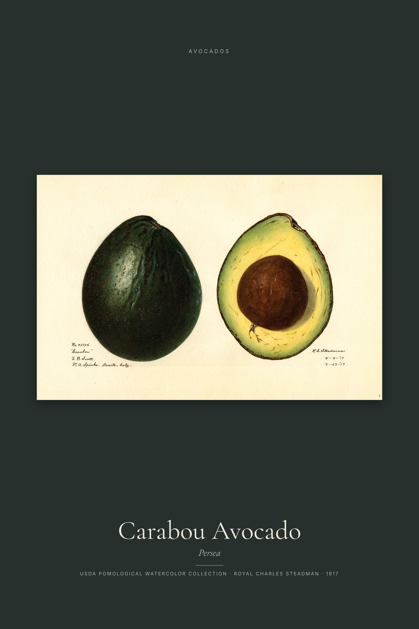 Carabou Avocado