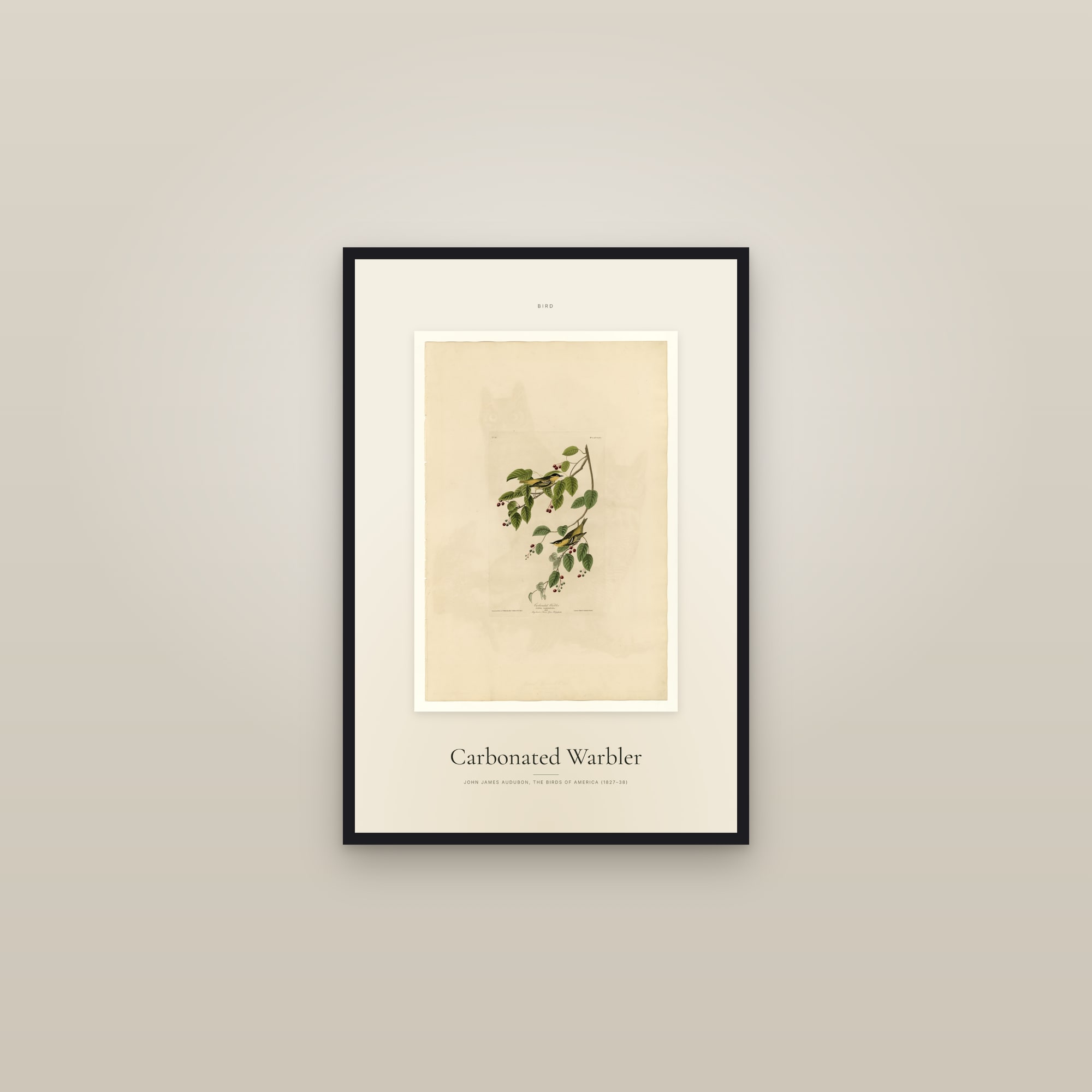 Carbonated Warbler — Specimen — framed in a gallery setting
