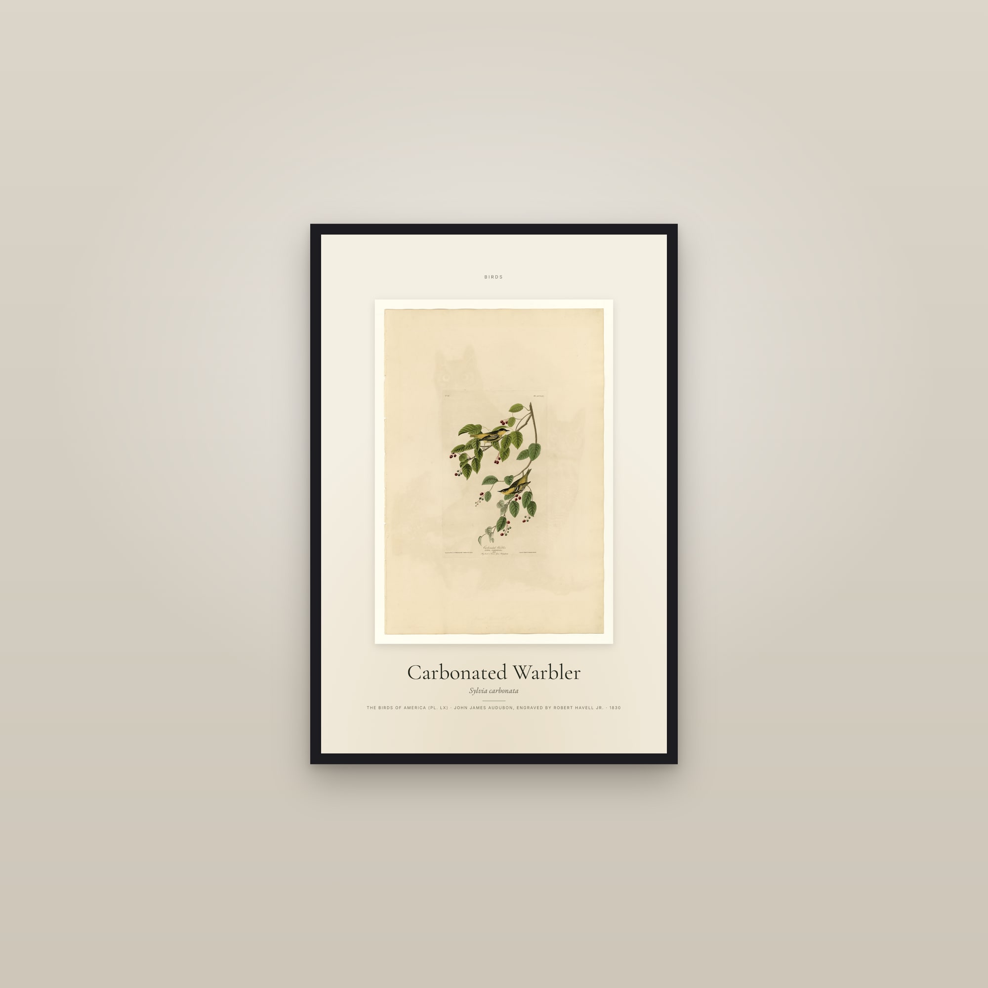 Carbonated Warbler — Specimen — framed in a gallery setting