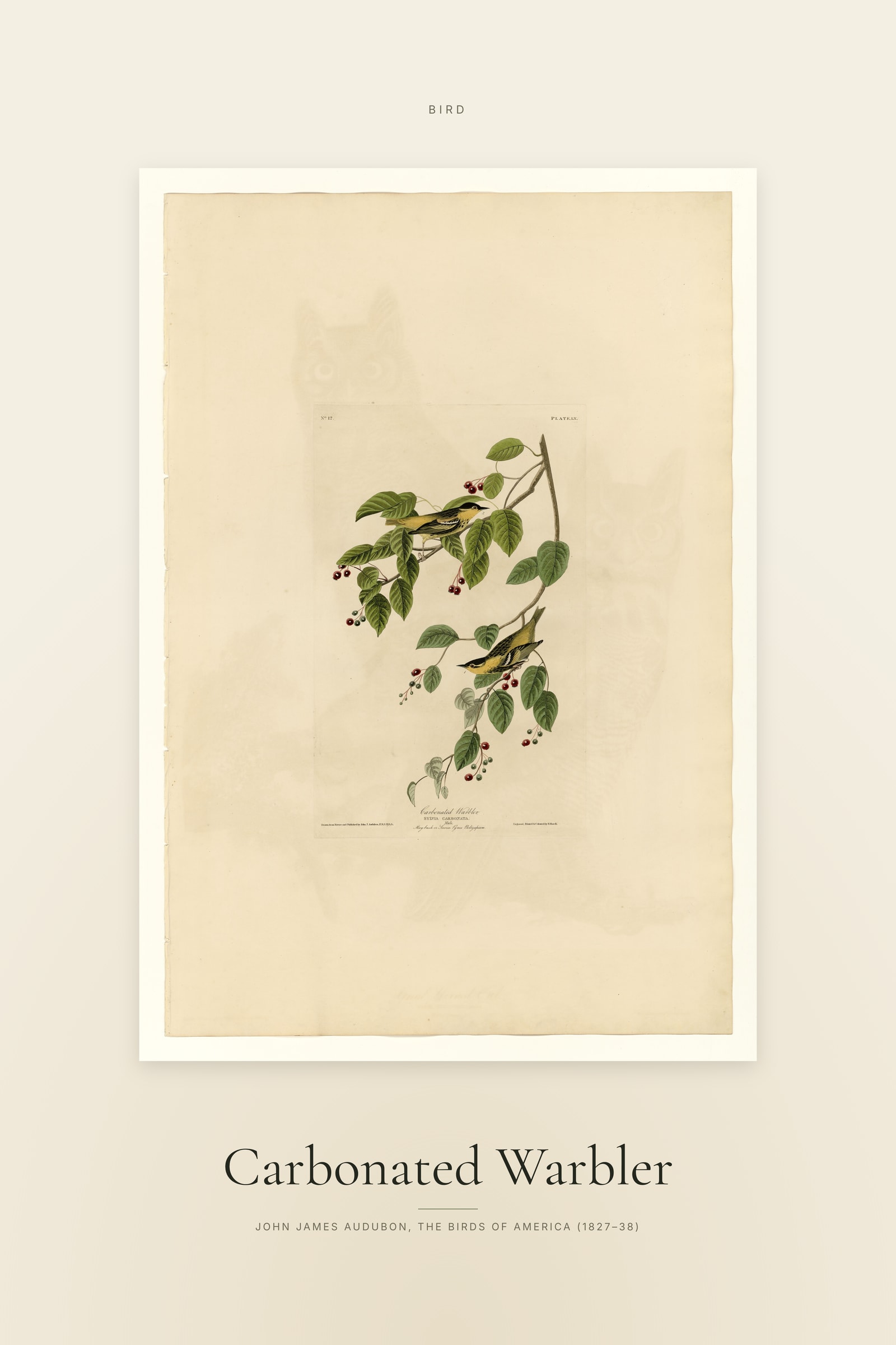 Carbonated Warbler — Specimen