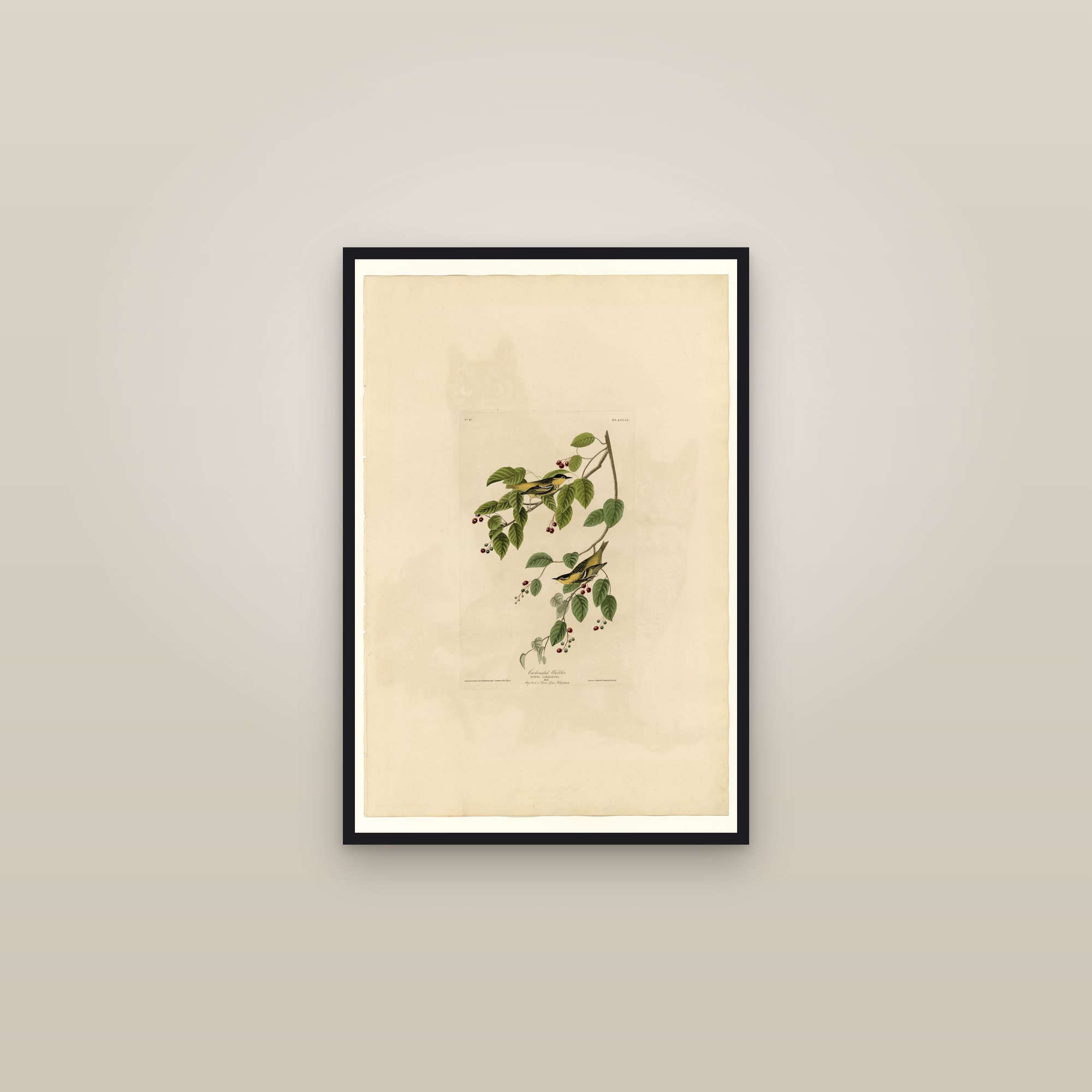 Carbonated Warbler — framed in a gallery setting