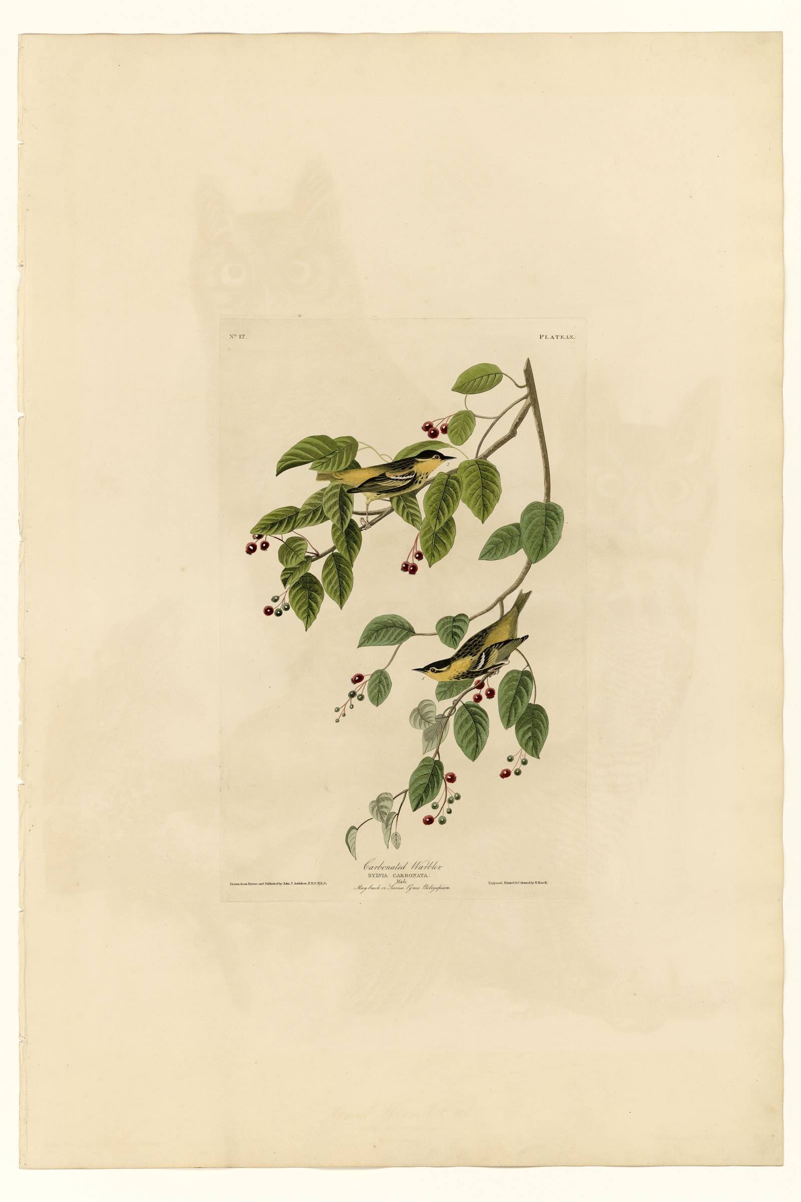 Carbonated Warbler