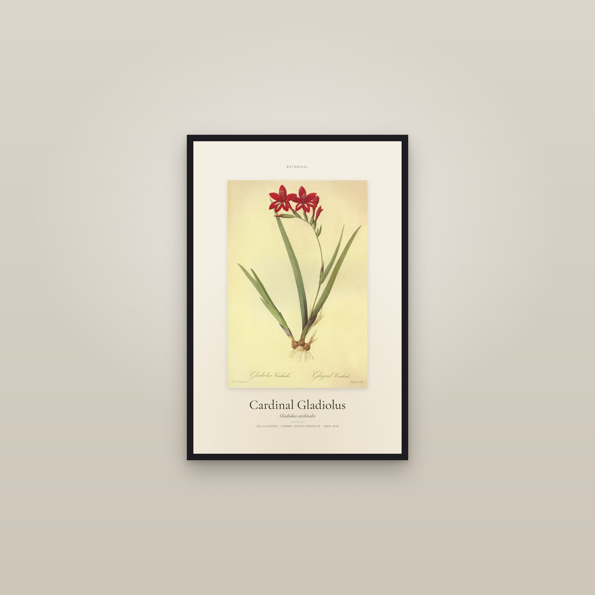 Cardinal Gladiolus — Specimen — framed in a gallery setting