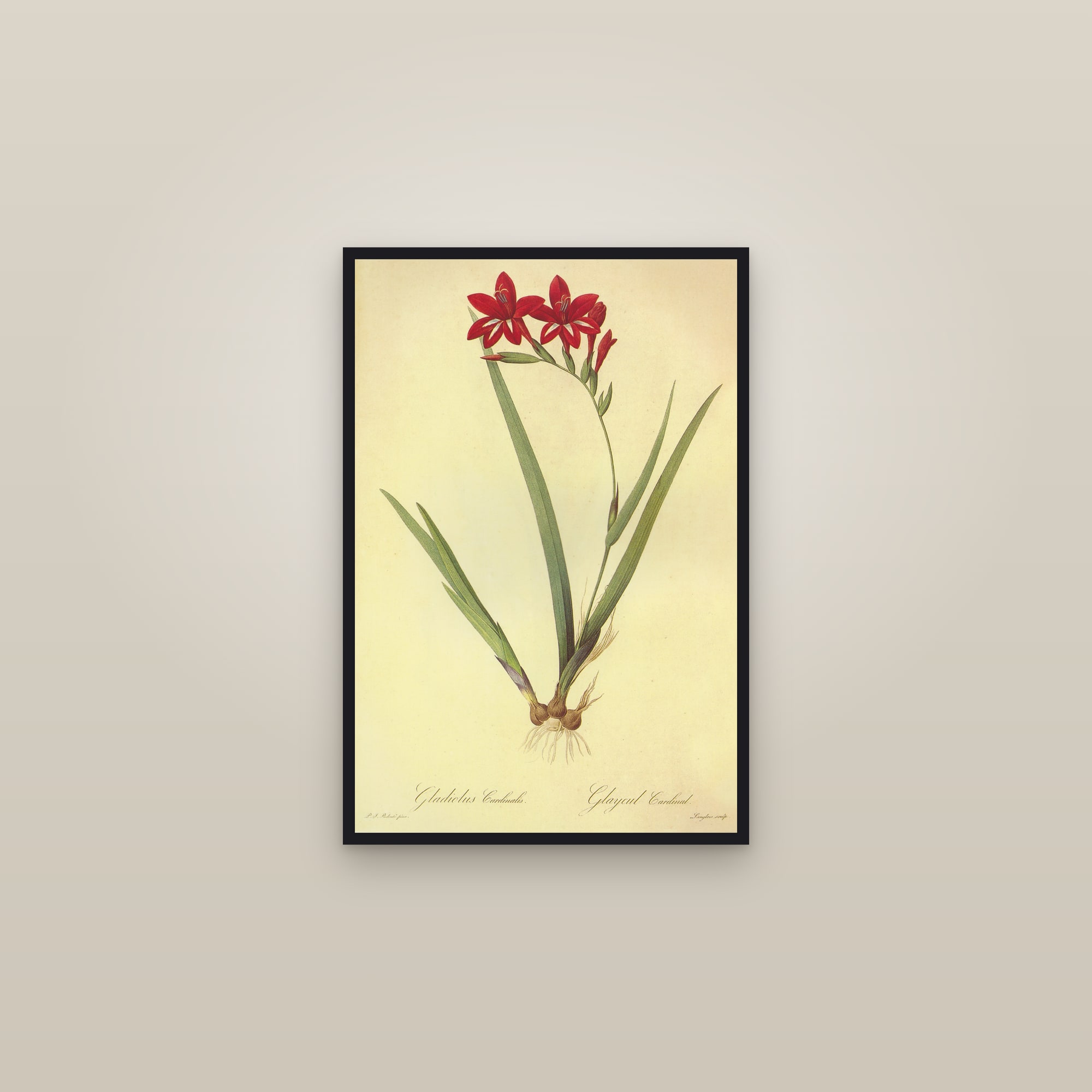 Cardinal Gladiolus — framed in a gallery setting
