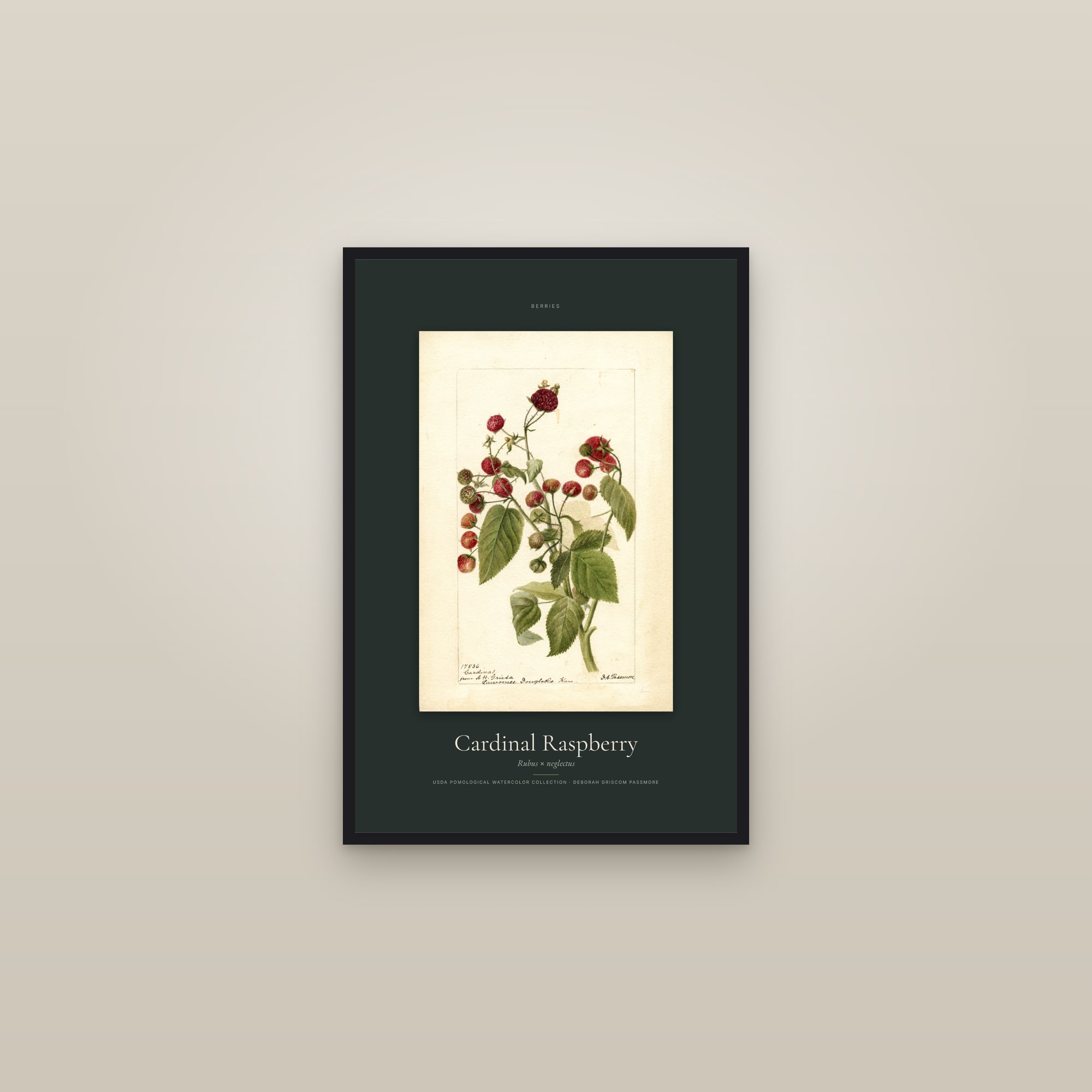 Cardinal Raspberry — Specimen — framed in a gallery setting