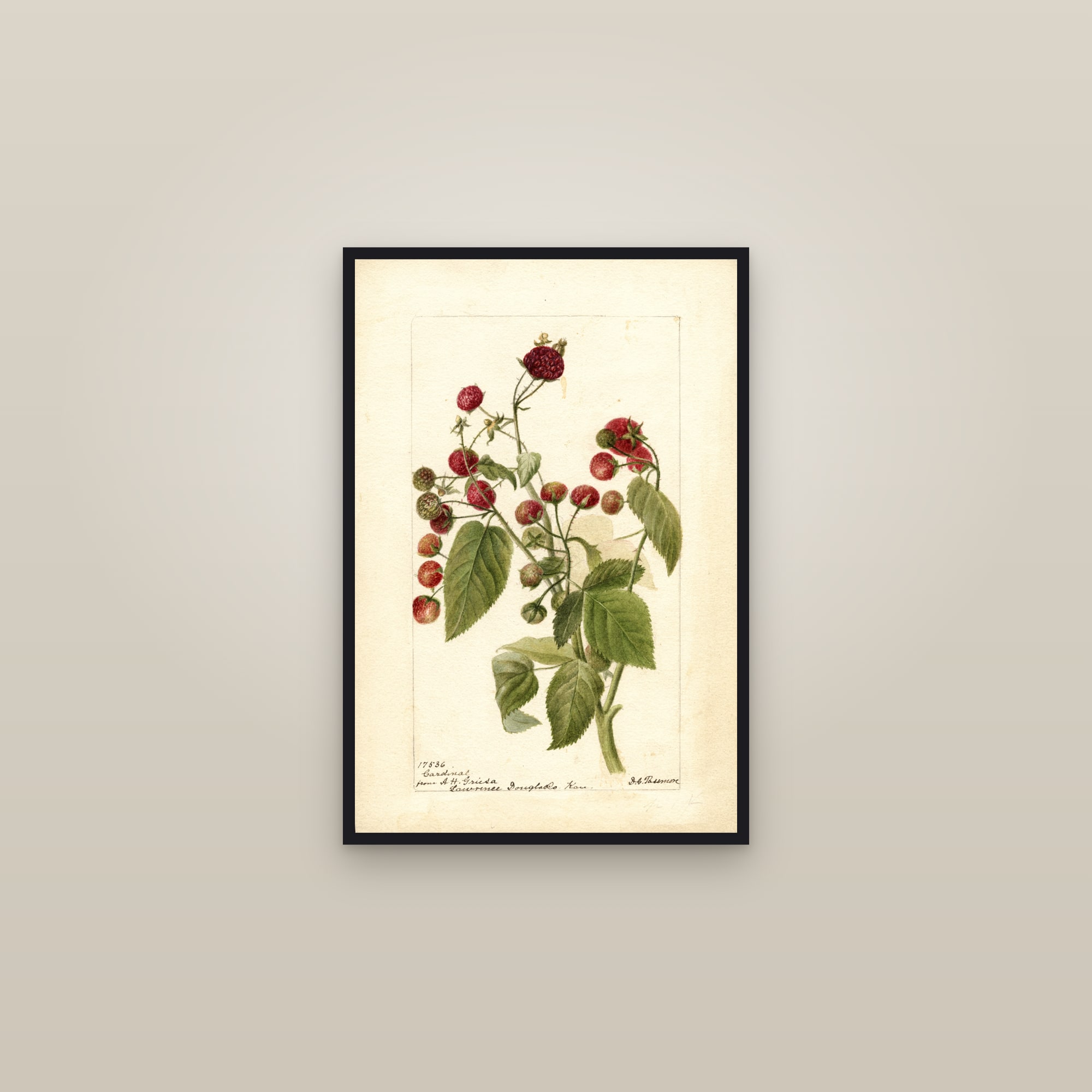 Cardinal Raspberry — framed in a gallery setting
