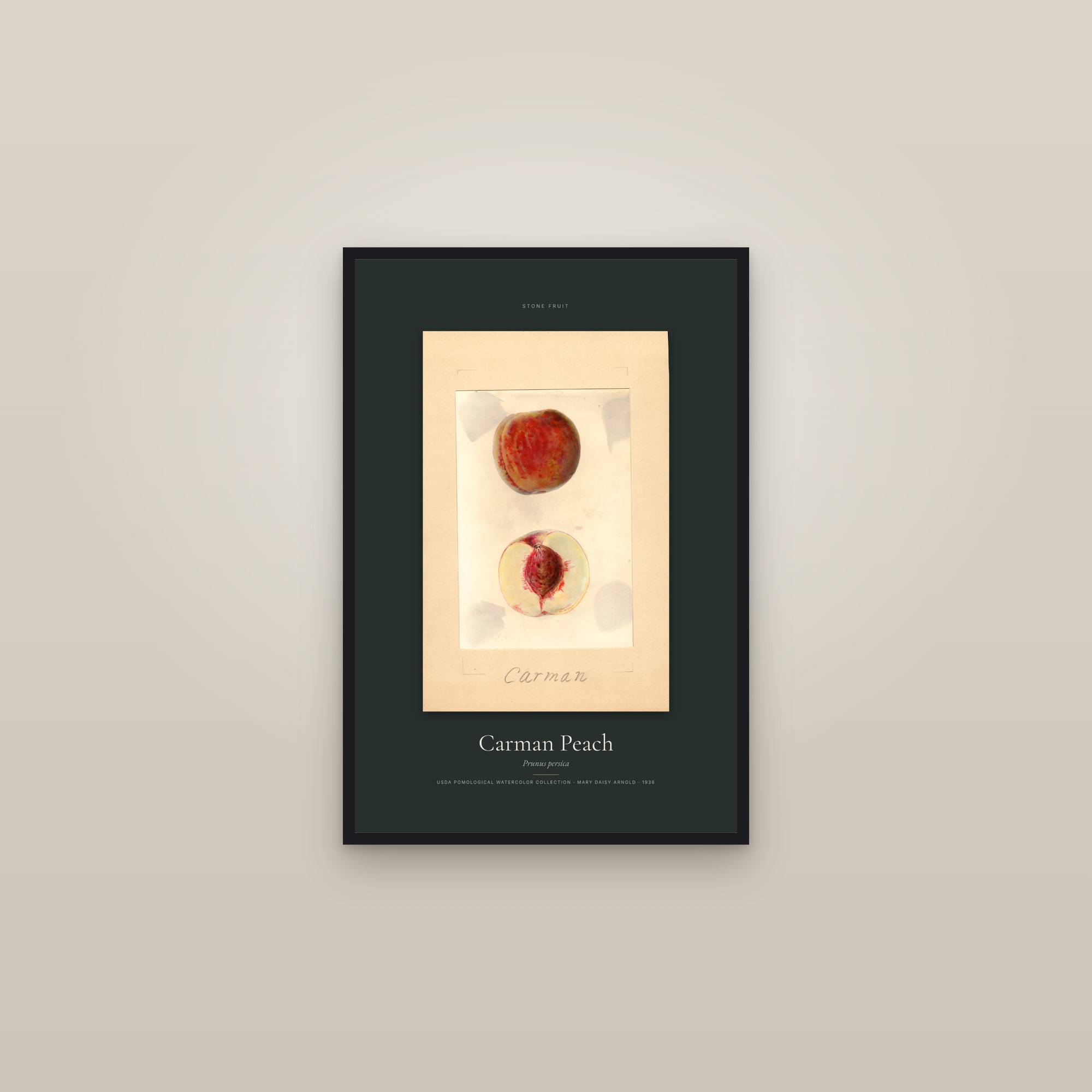 Carman Peach — Specimen — framed in a gallery setting
