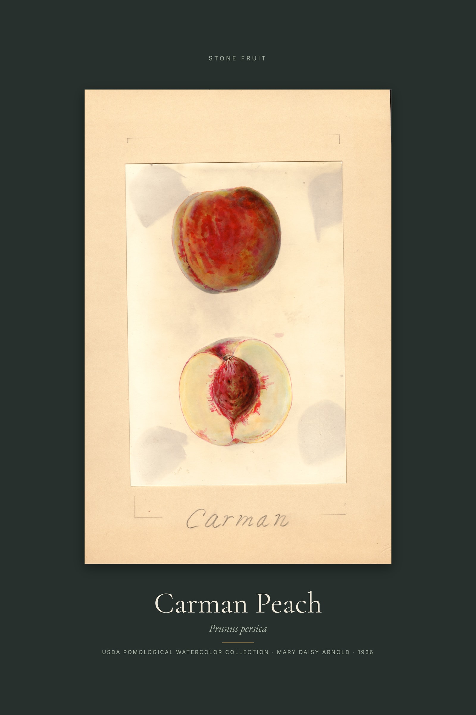 Carman Peach — Specimen