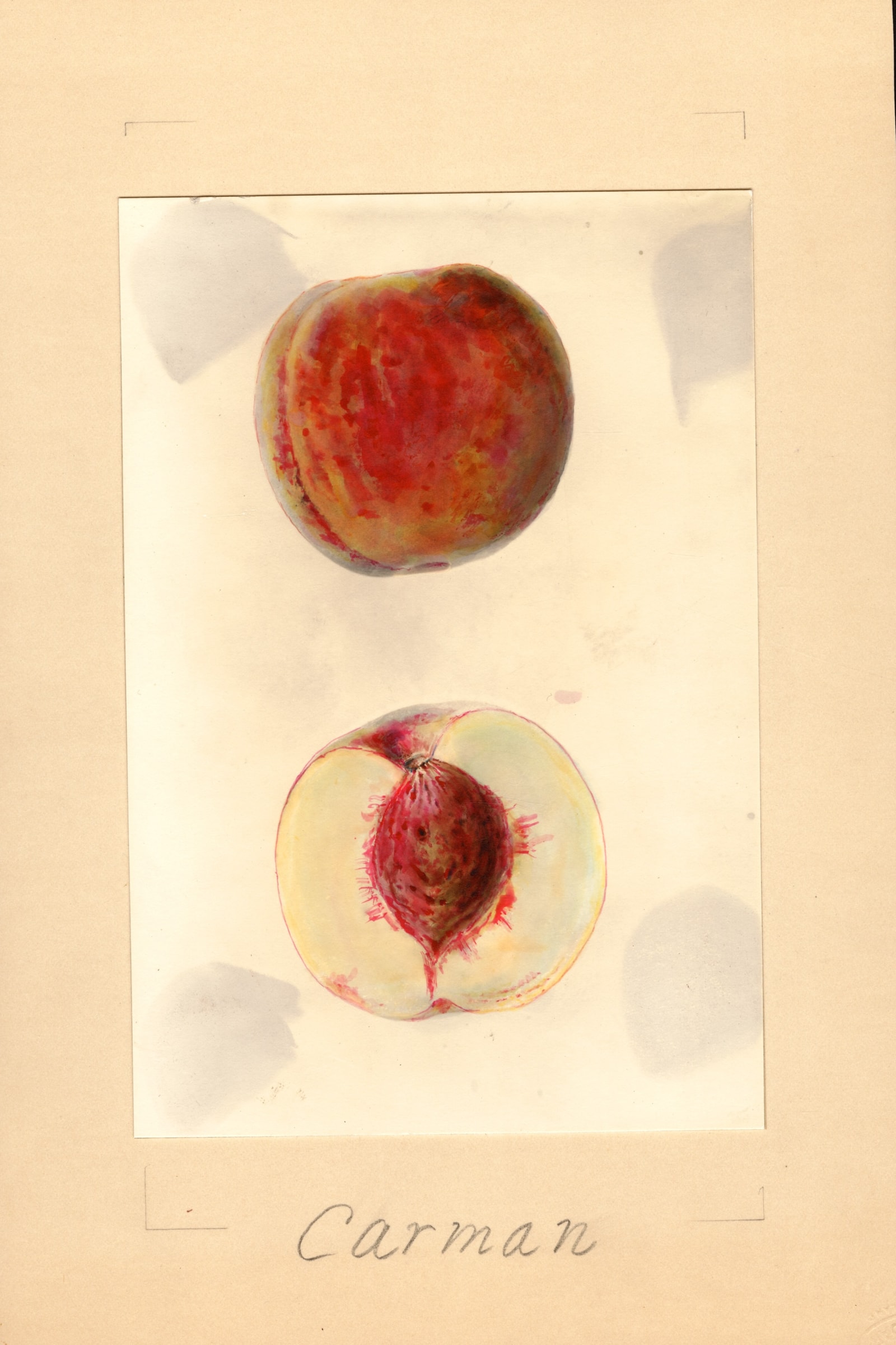 Carman Peach