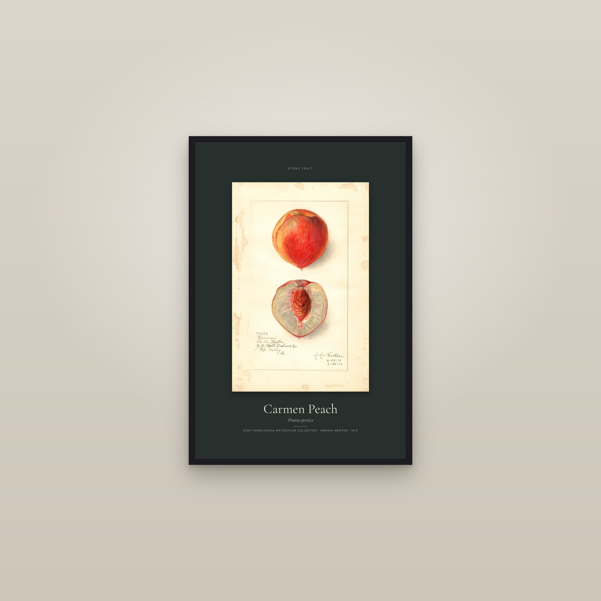 Carmen Peach — Specimen — framed in a gallery setting
