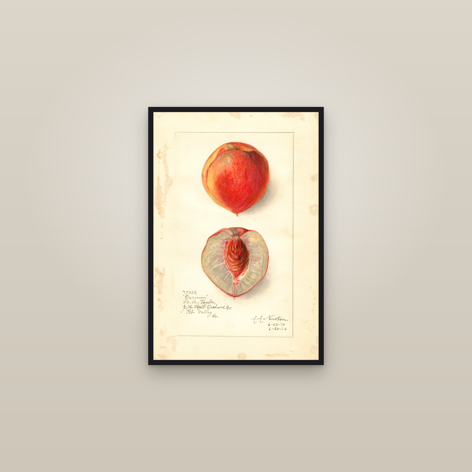 Carmen Peach — framed in a gallery setting