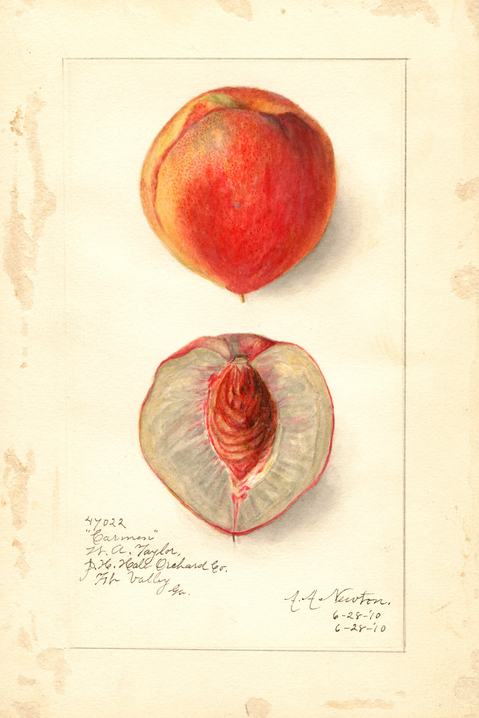 Carmen Peach