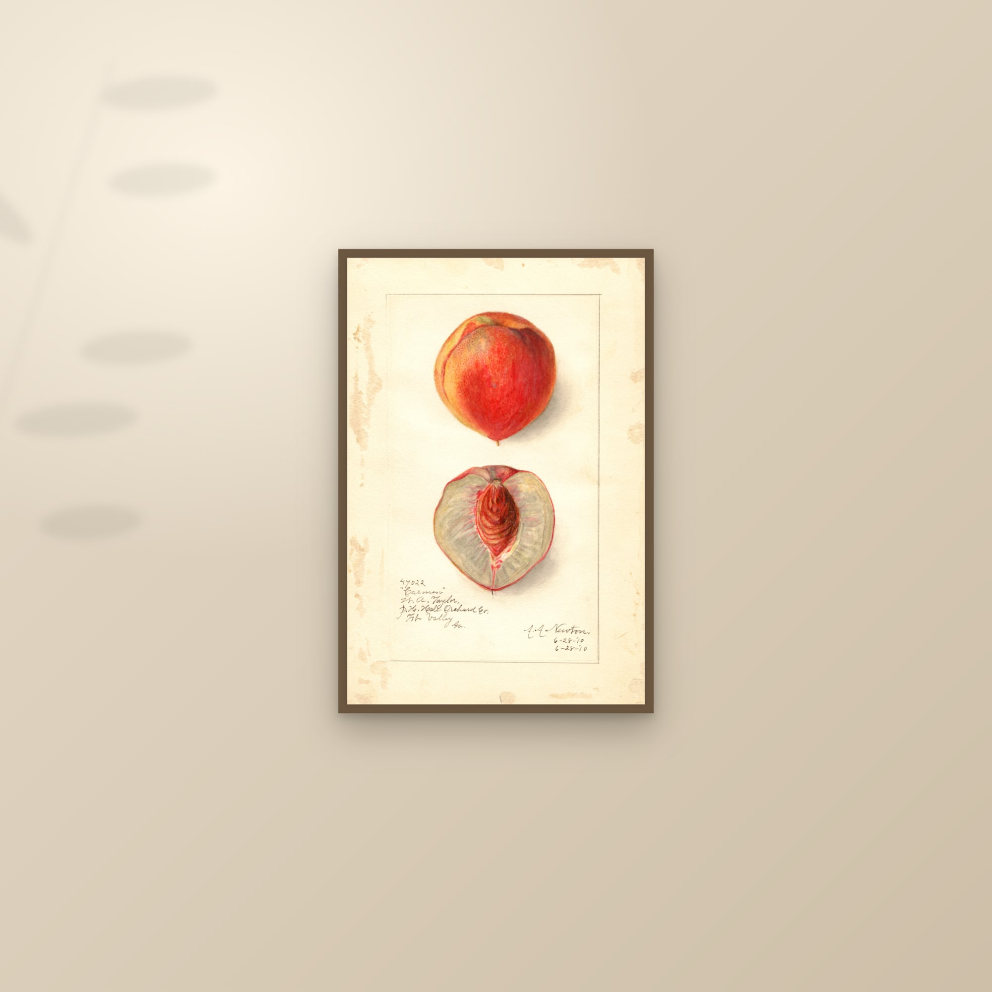 Carmen Peach — framed and styled on a sunlit wall