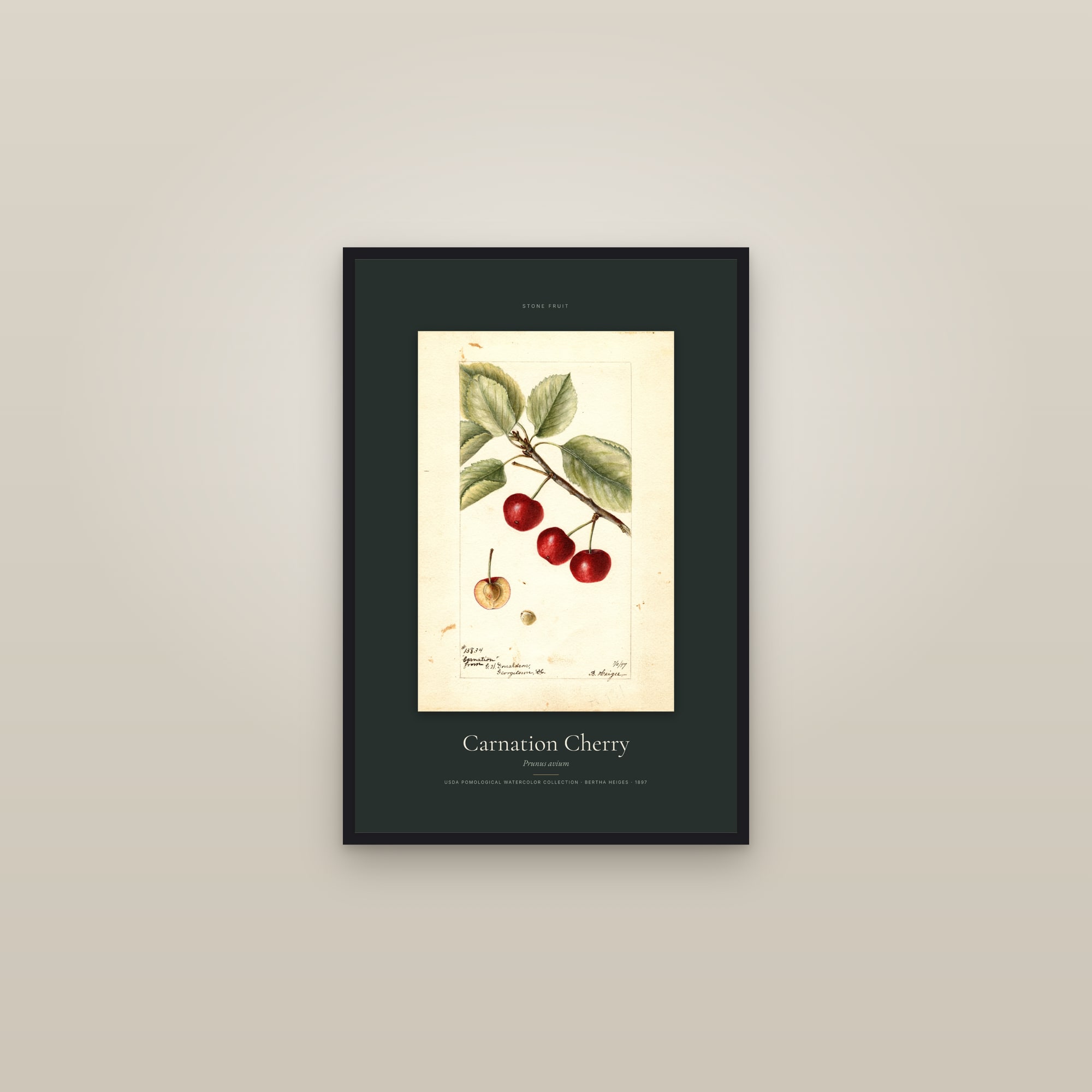 Carnation Cherry — Specimen — framed in a gallery setting