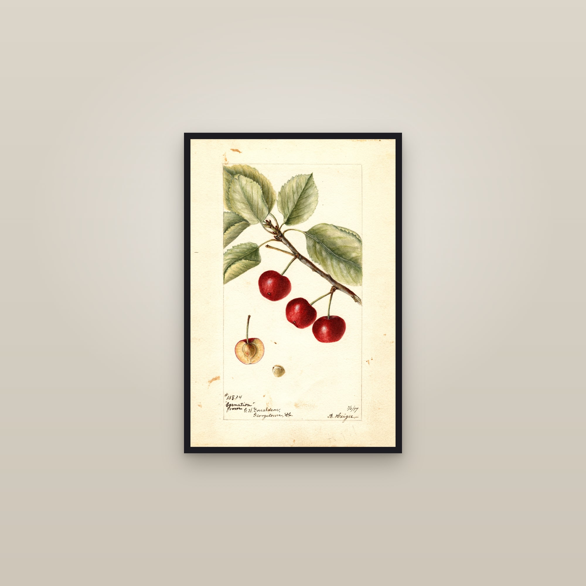 Carnation Cherry — framed in a gallery setting