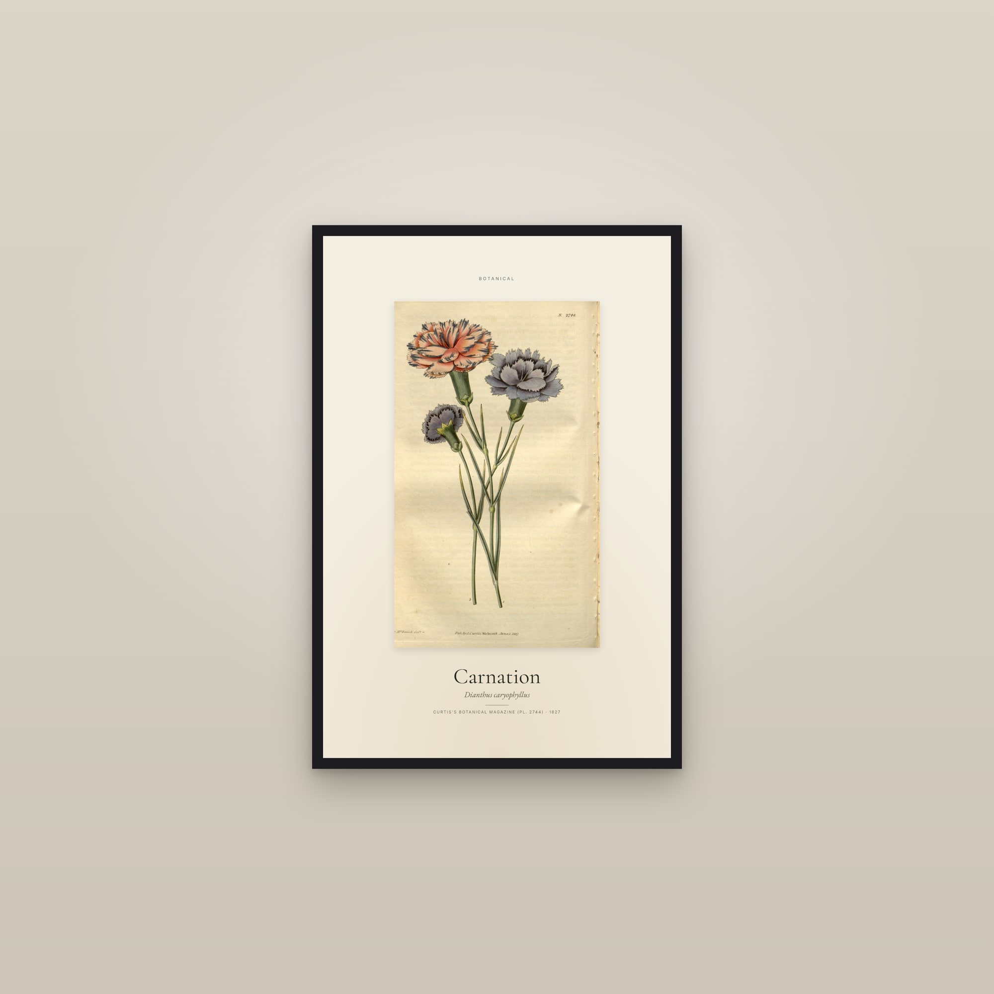Carnation — Specimen — framed in a gallery setting