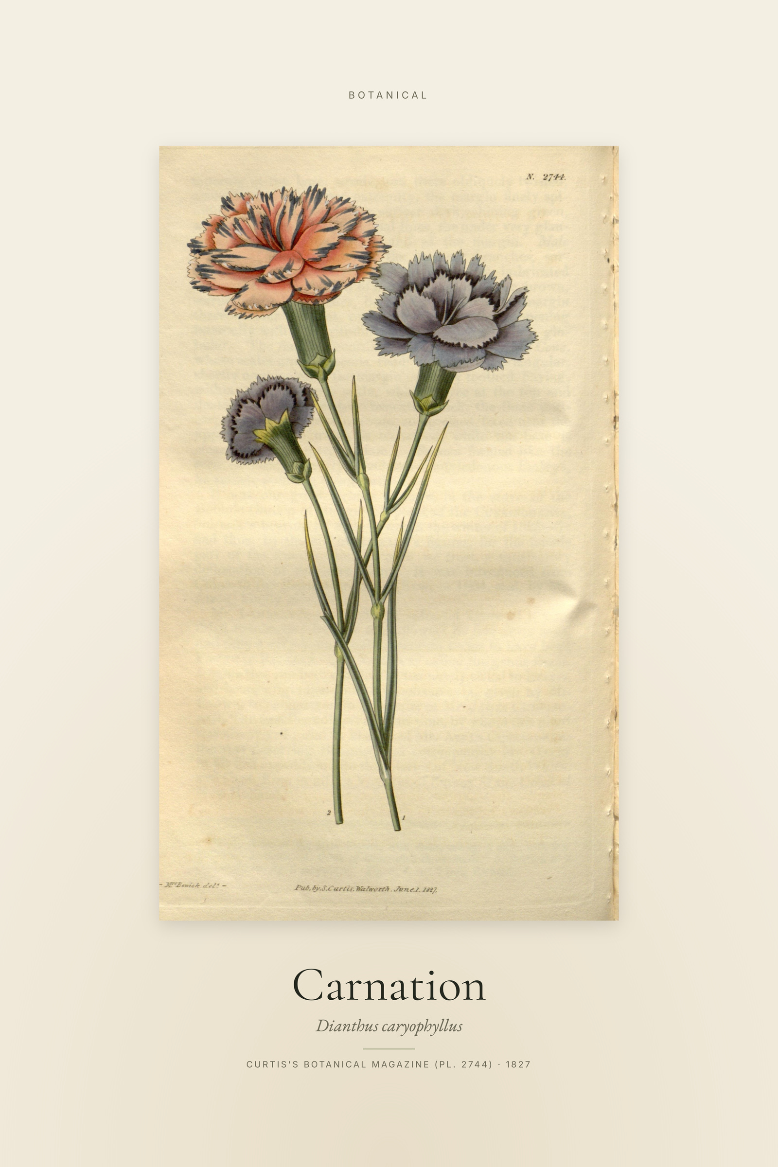 Carnation — Specimen