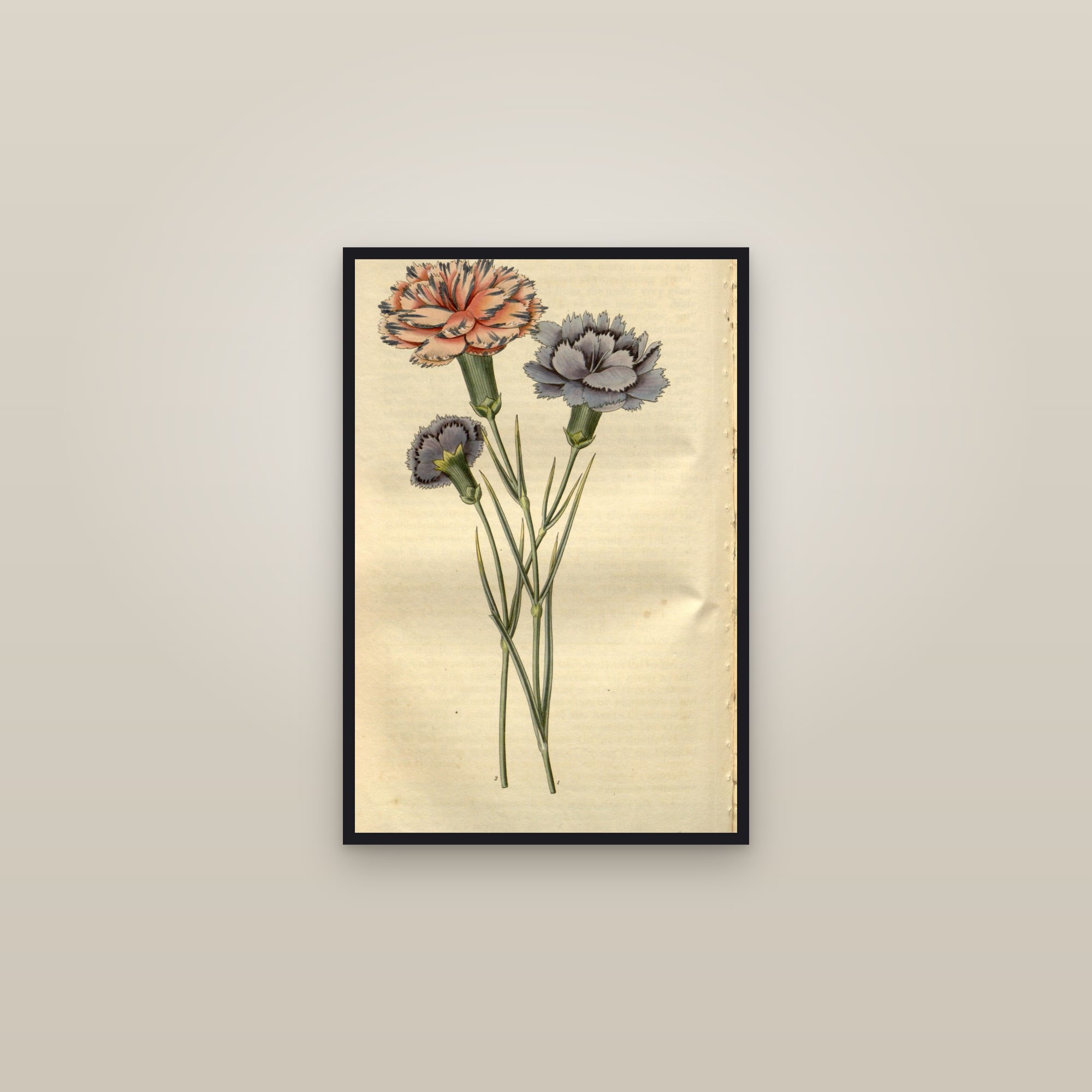 Carnation — framed in a gallery setting