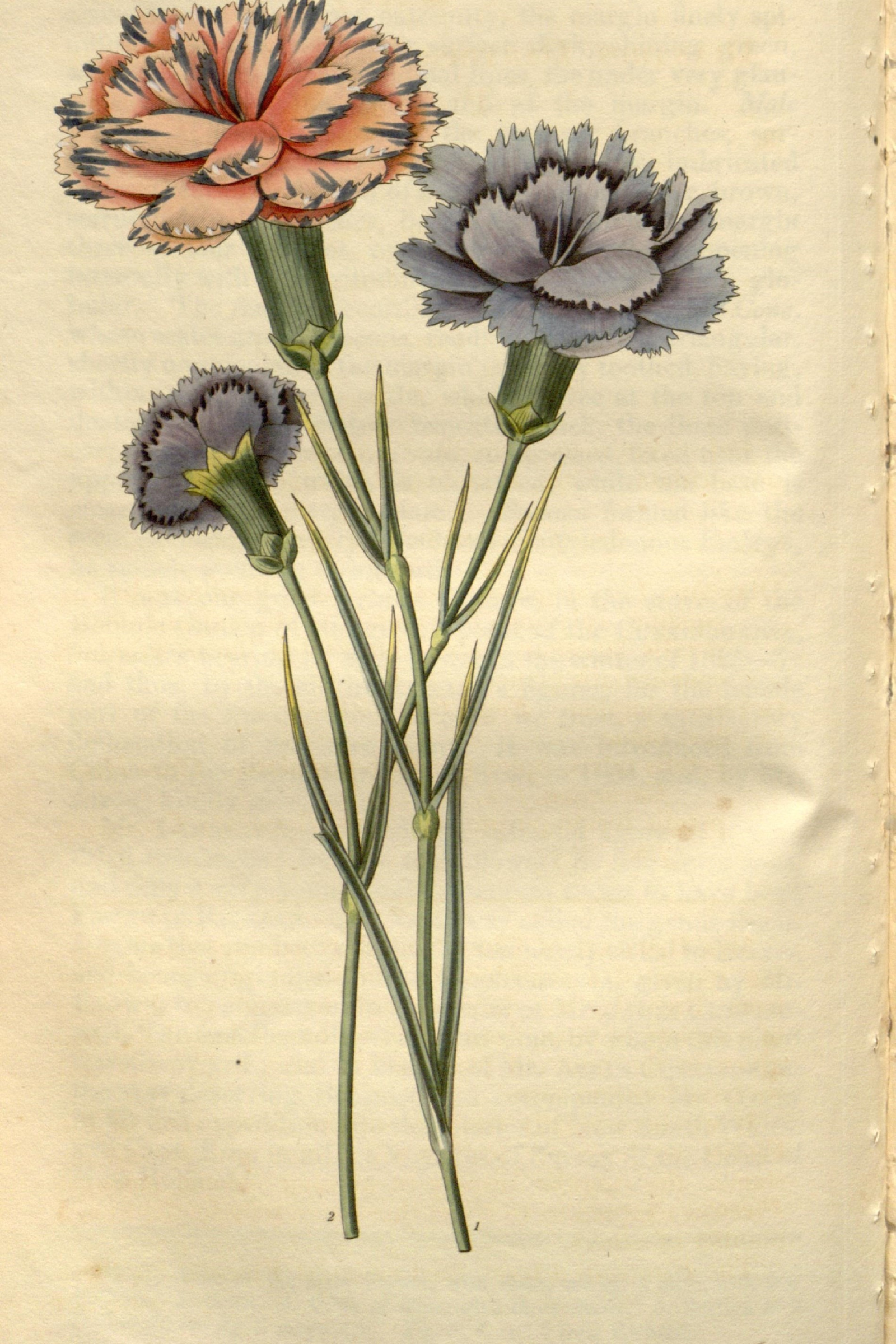 Carnation