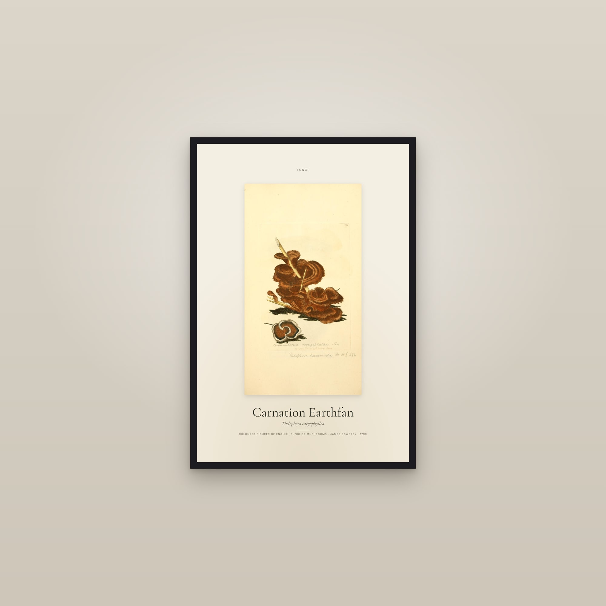 Carnation Earthfan — Specimen — framed in a gallery setting