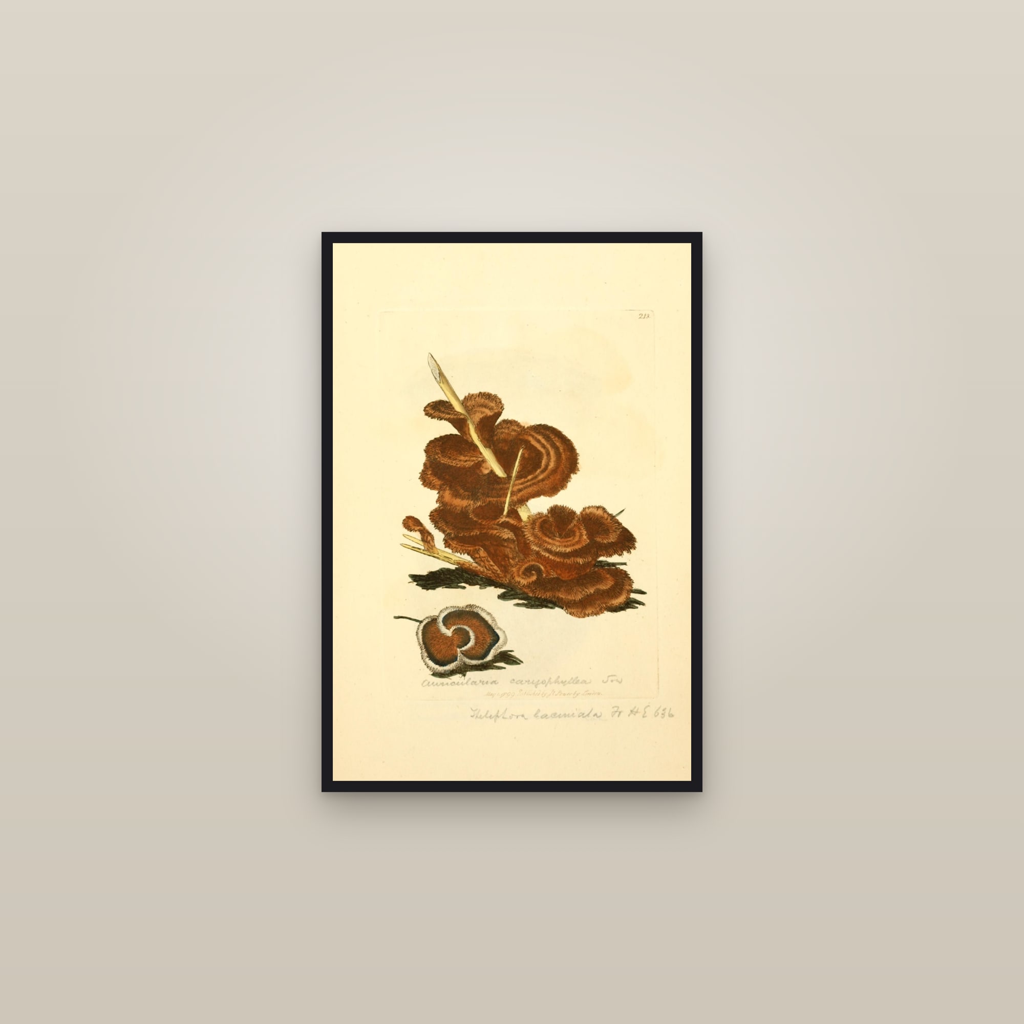 Carnation Earthfan — framed in a gallery setting