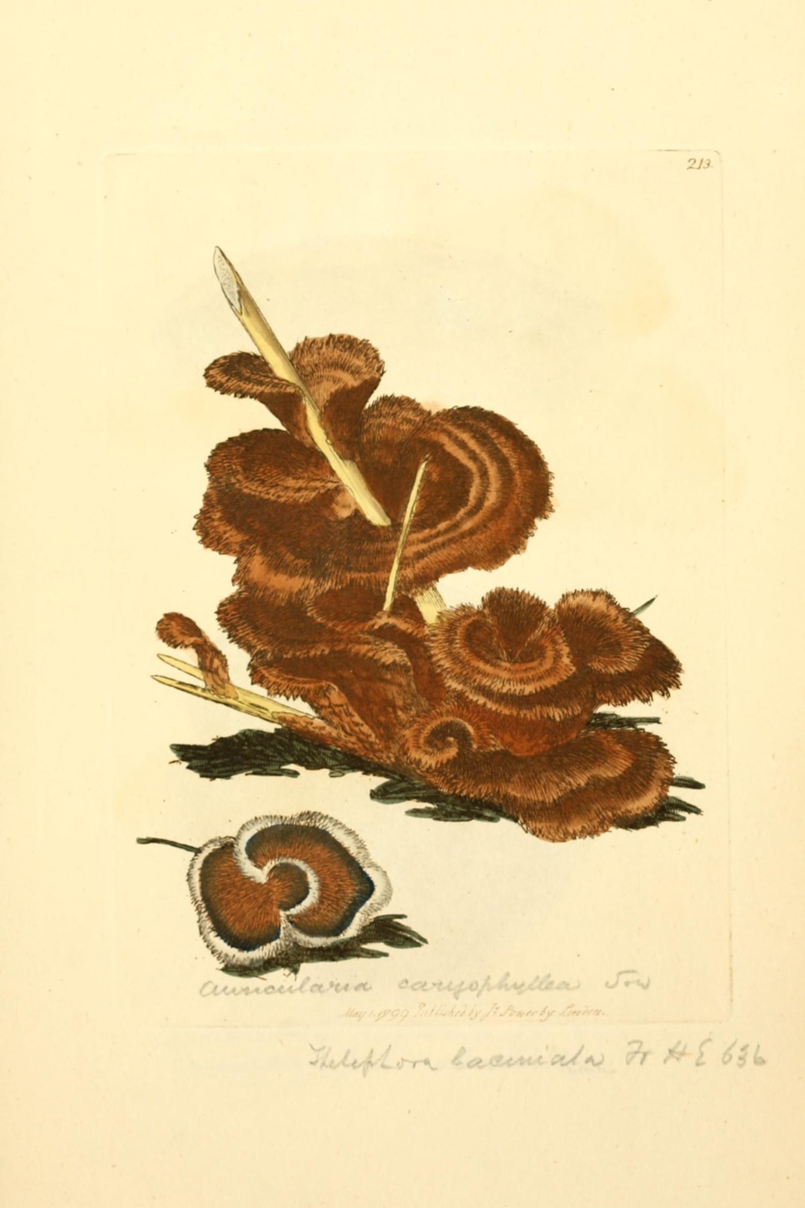 Carnation Earthfan