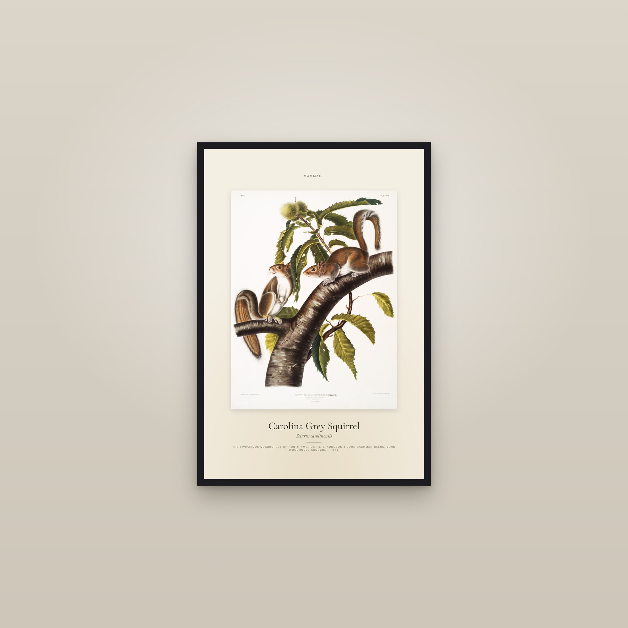 Carolina Grey Squirrel — Specimen — framed in a gallery setting
