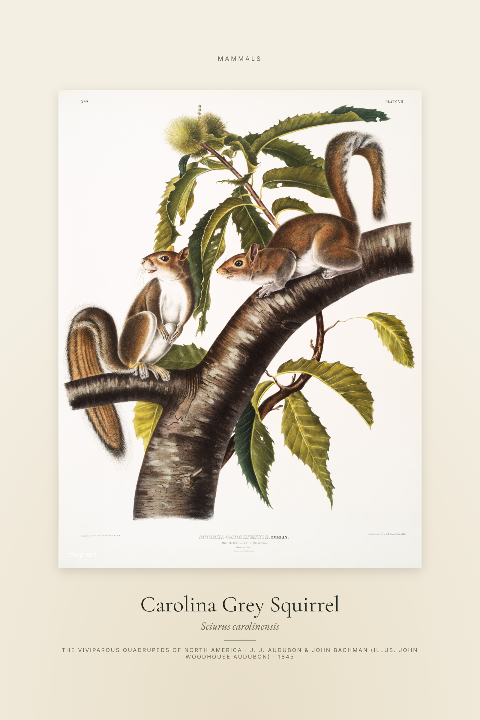 Carolina Grey Squirrel — Specimen