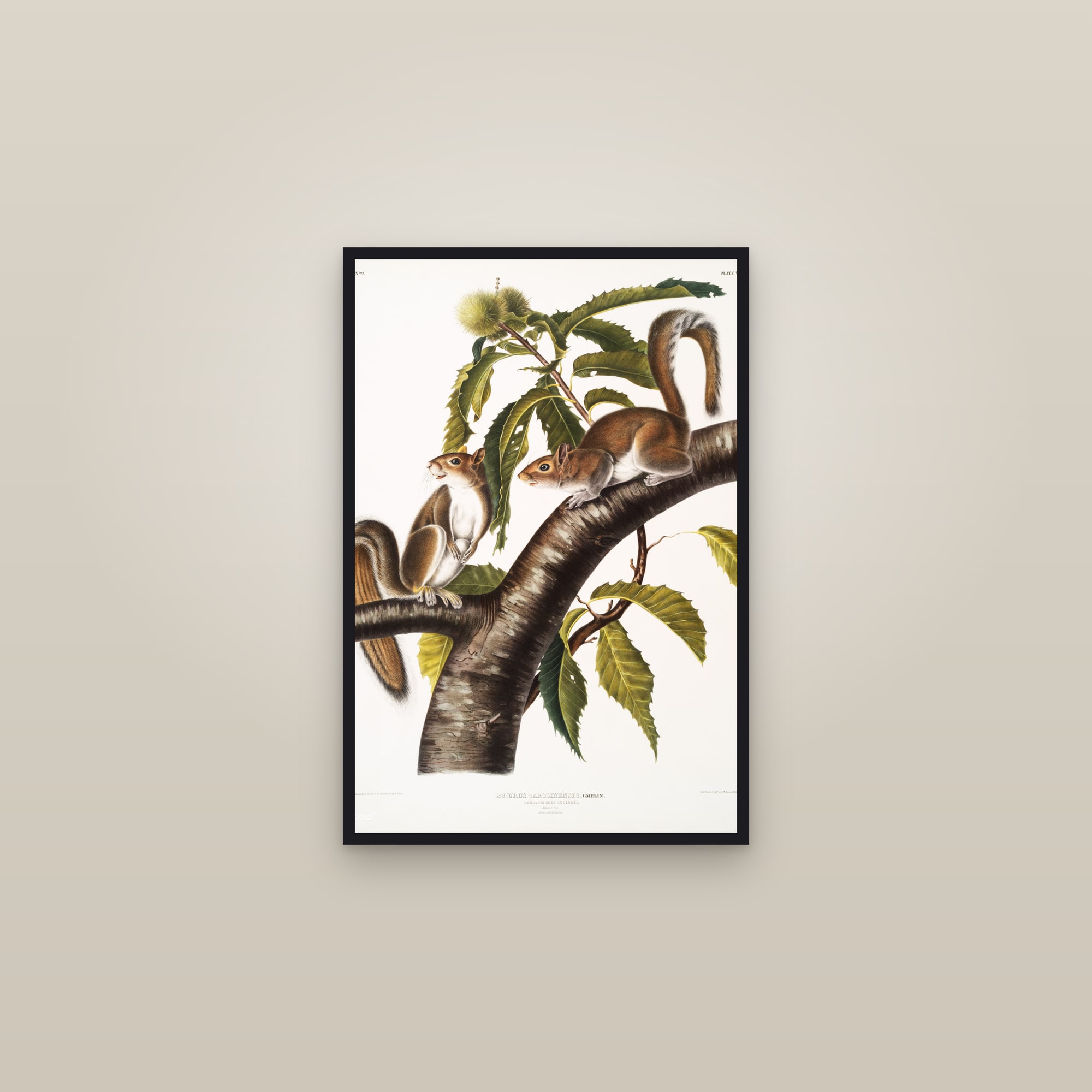 Carolina Grey Squirrel — framed in a gallery setting