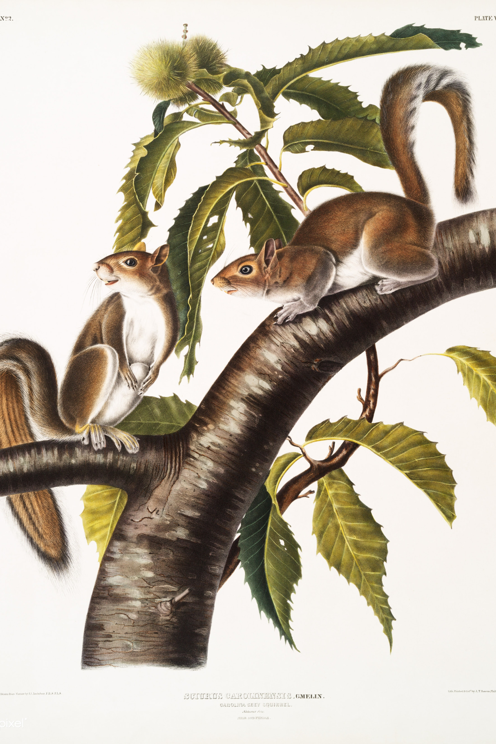 Carolina Grey Squirrel
