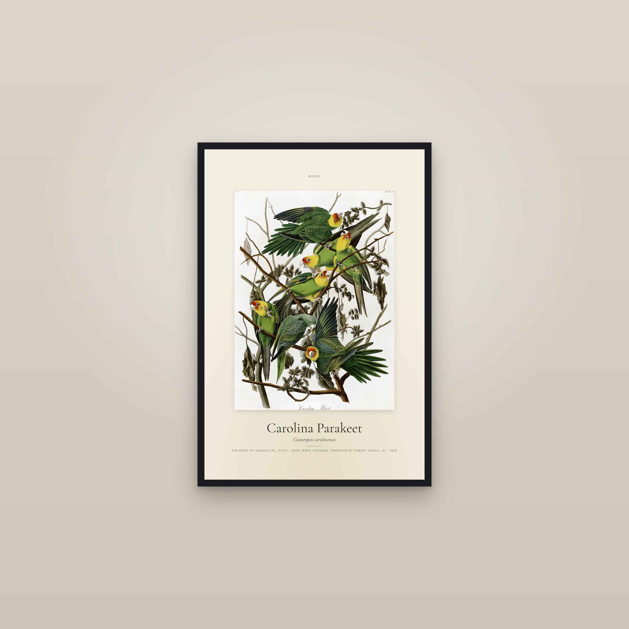 Carolina Parakeet — Specimen — framed in a gallery setting