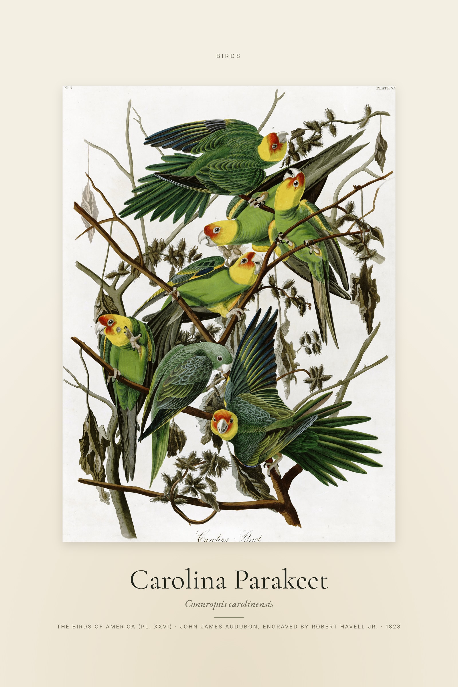 Carolina Parakeet — Specimen