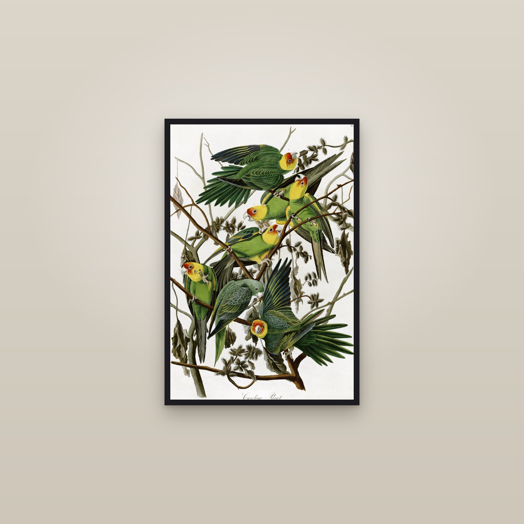 Carolina Parakeet — framed in a gallery setting
