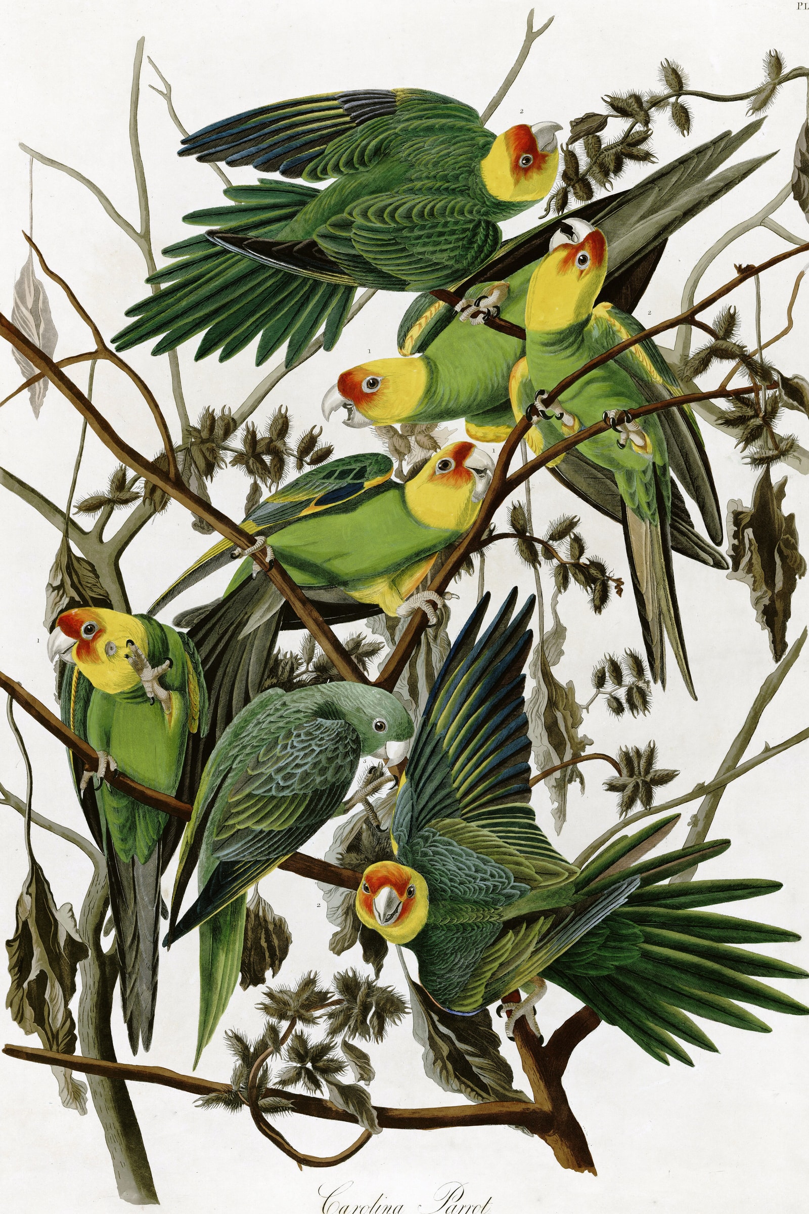 Carolina Parakeet